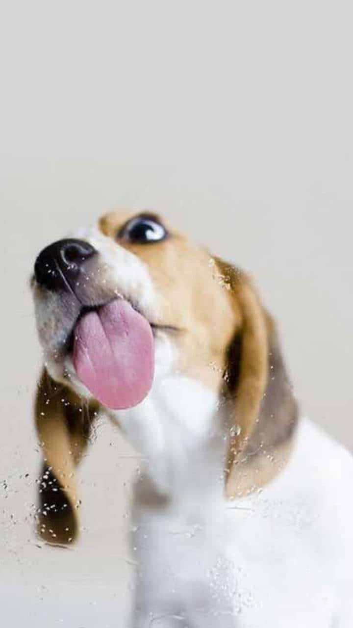 Funny Dog 桌布 壁紙 — 一隻伸舌頭的比格犬透過玻璃上的水滴向上看，背景樸素。