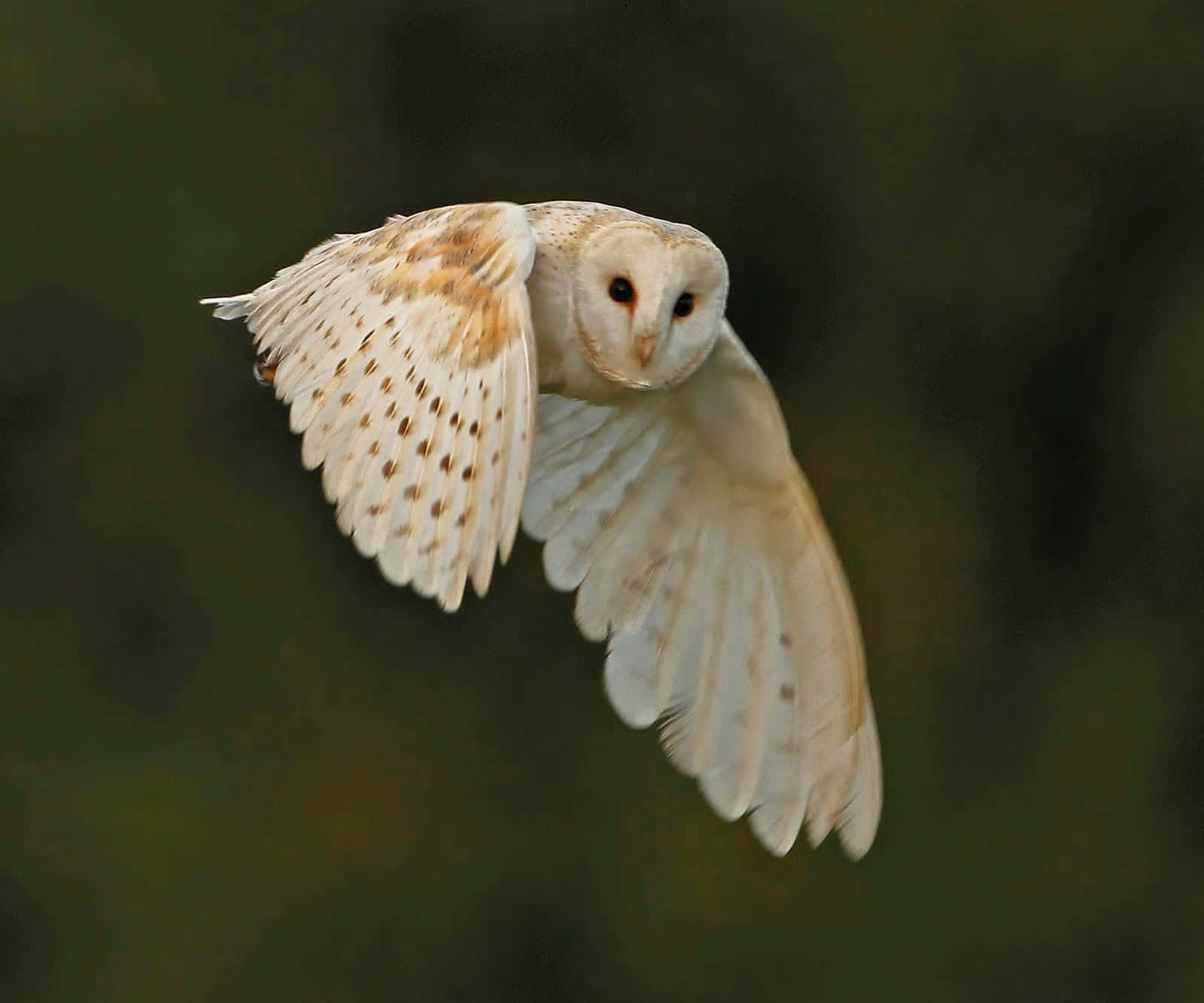 barn owl 桌布 壁紙 — 一隻倉鴞優雅地翱翔，翅膀張開，背景是柔和的模糊綠色。