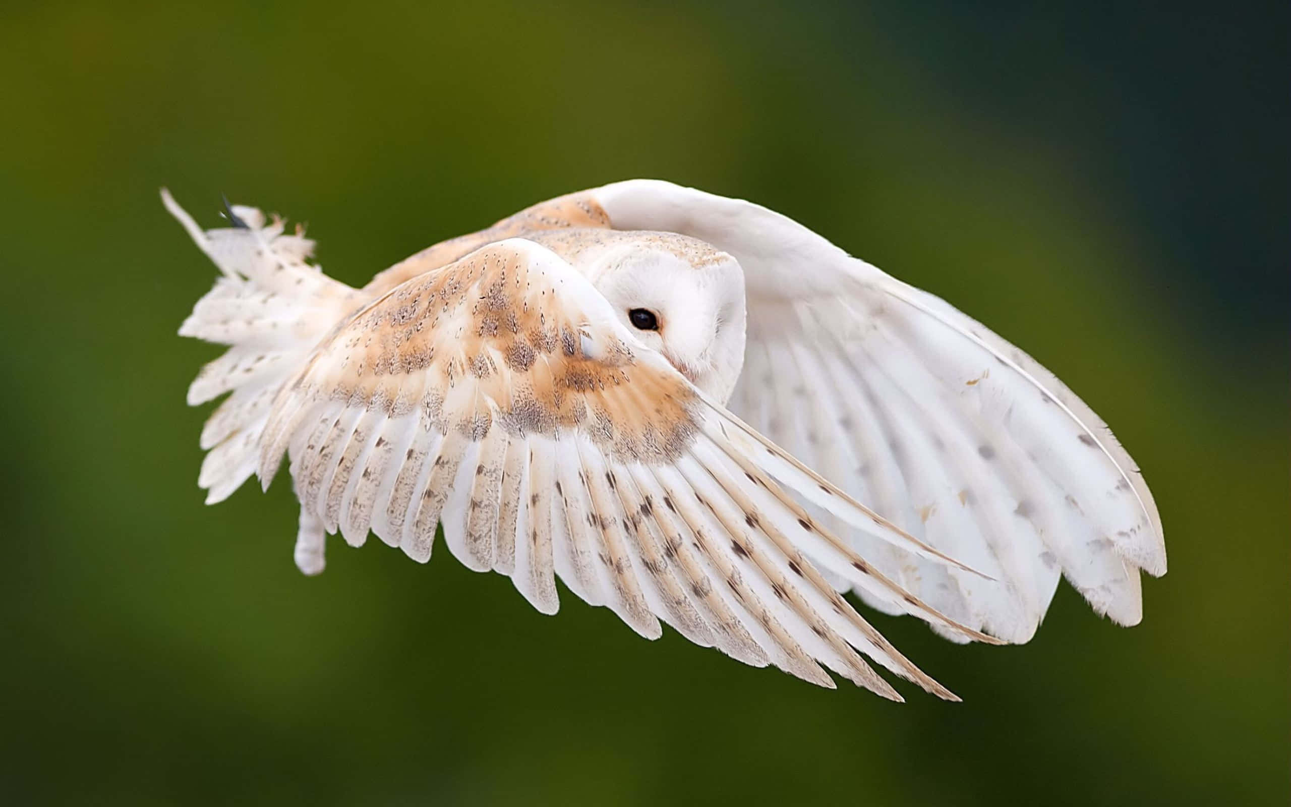 barn owl 桌布 壁紙 — 一隻倉鴞優雅地翱翔，翅膀張開，背景是柔和的綠色模糊效果。