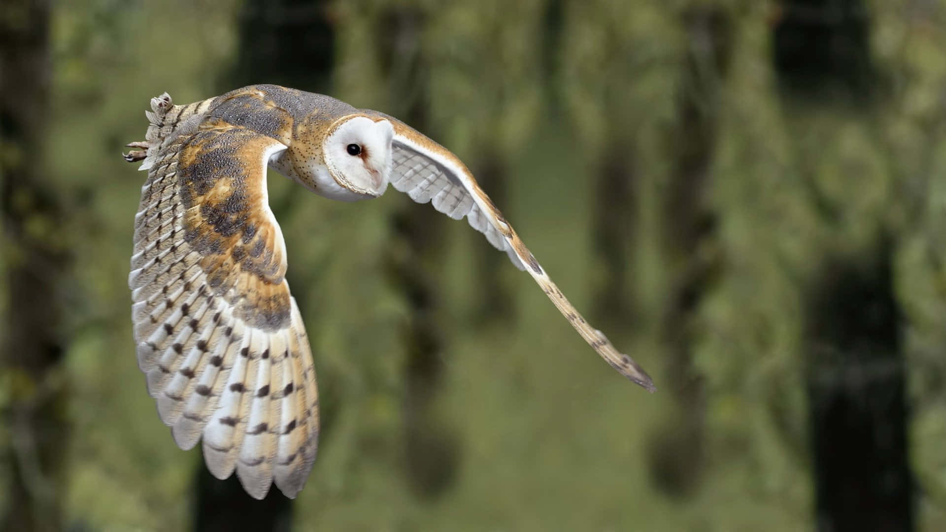 barn owl 桌布 壁紙 — 一隻倉鴞優雅地飛過柔和的綠色森林，翅膀完全展開。