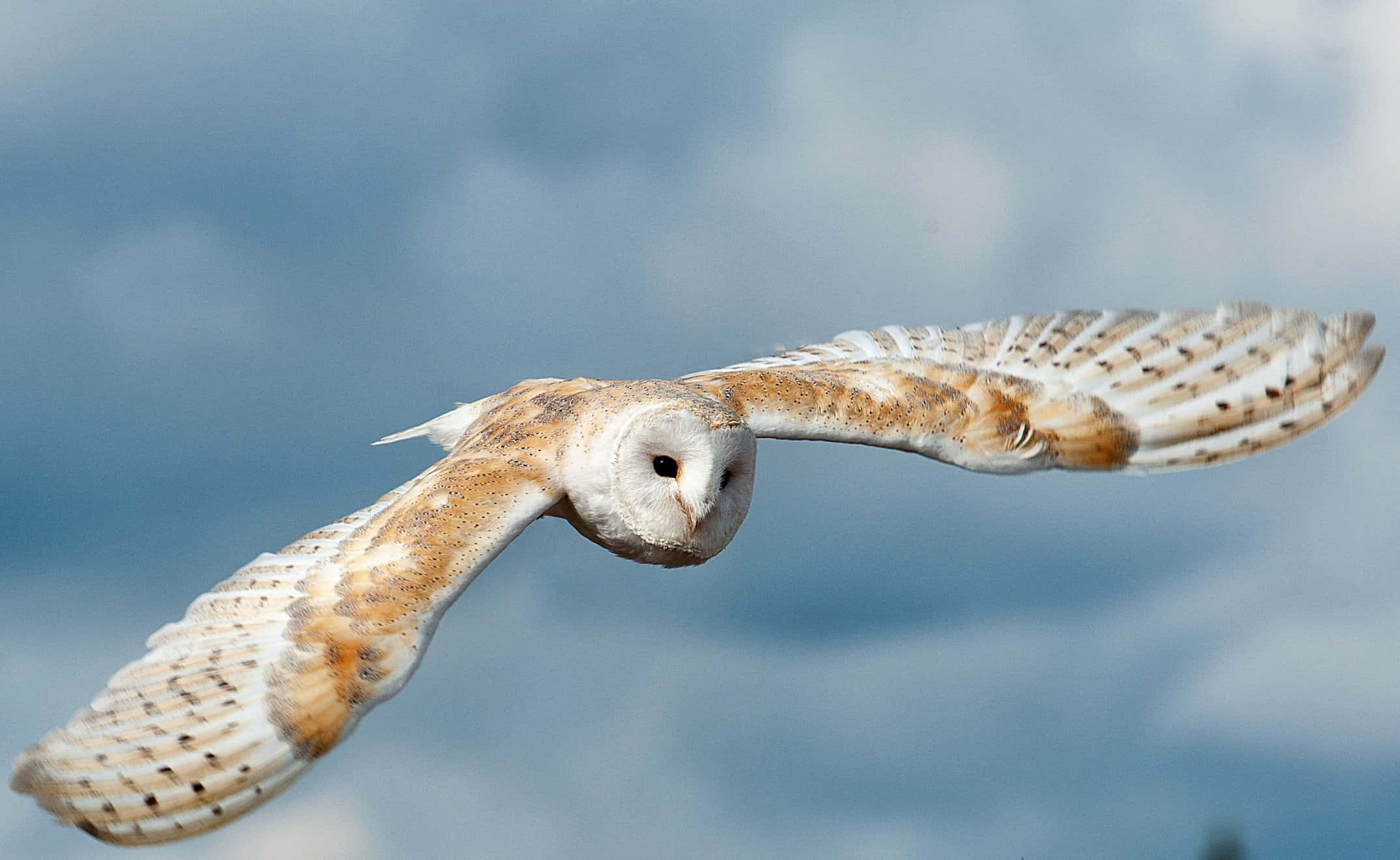 barn owl 桌布 壁紙 — 一隻倉鴞在柔和的藍天中優雅地翱翔，翅膀張開，背景是蓬鬆的雲朵。