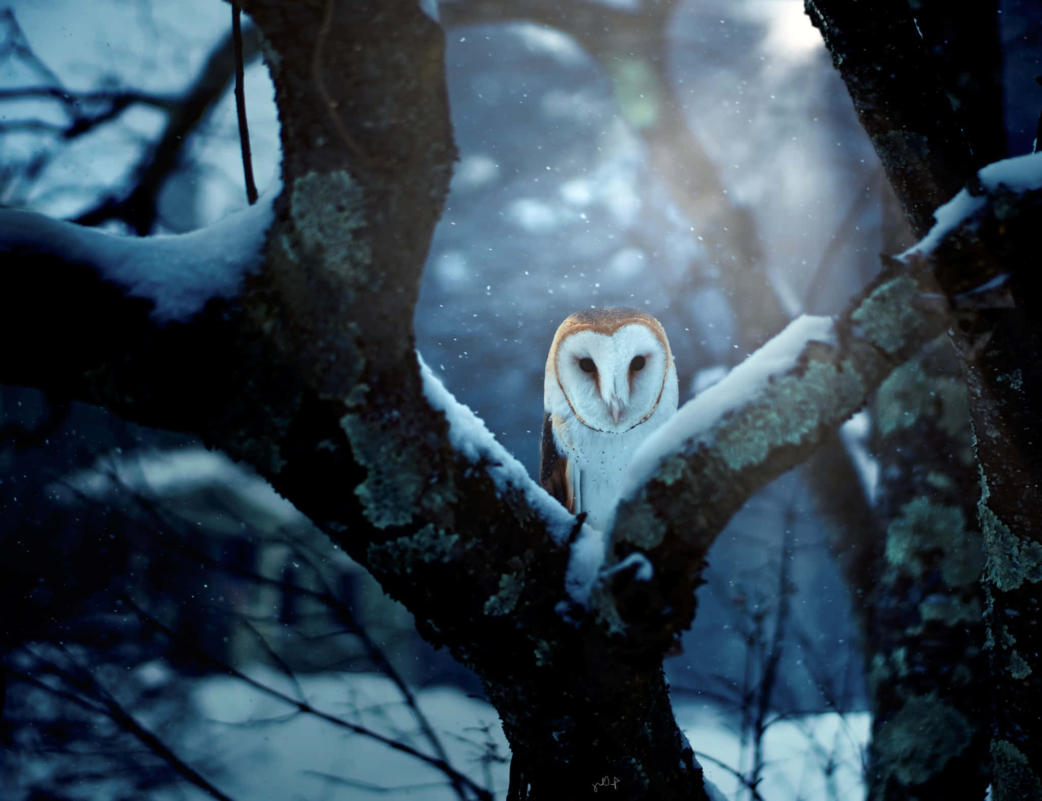 barn owl 桌布 壁紙 — 一隻倉鴞在柔和的藍色暮色天空下，安詳地棲息在灑滿白雪的樹枝上。