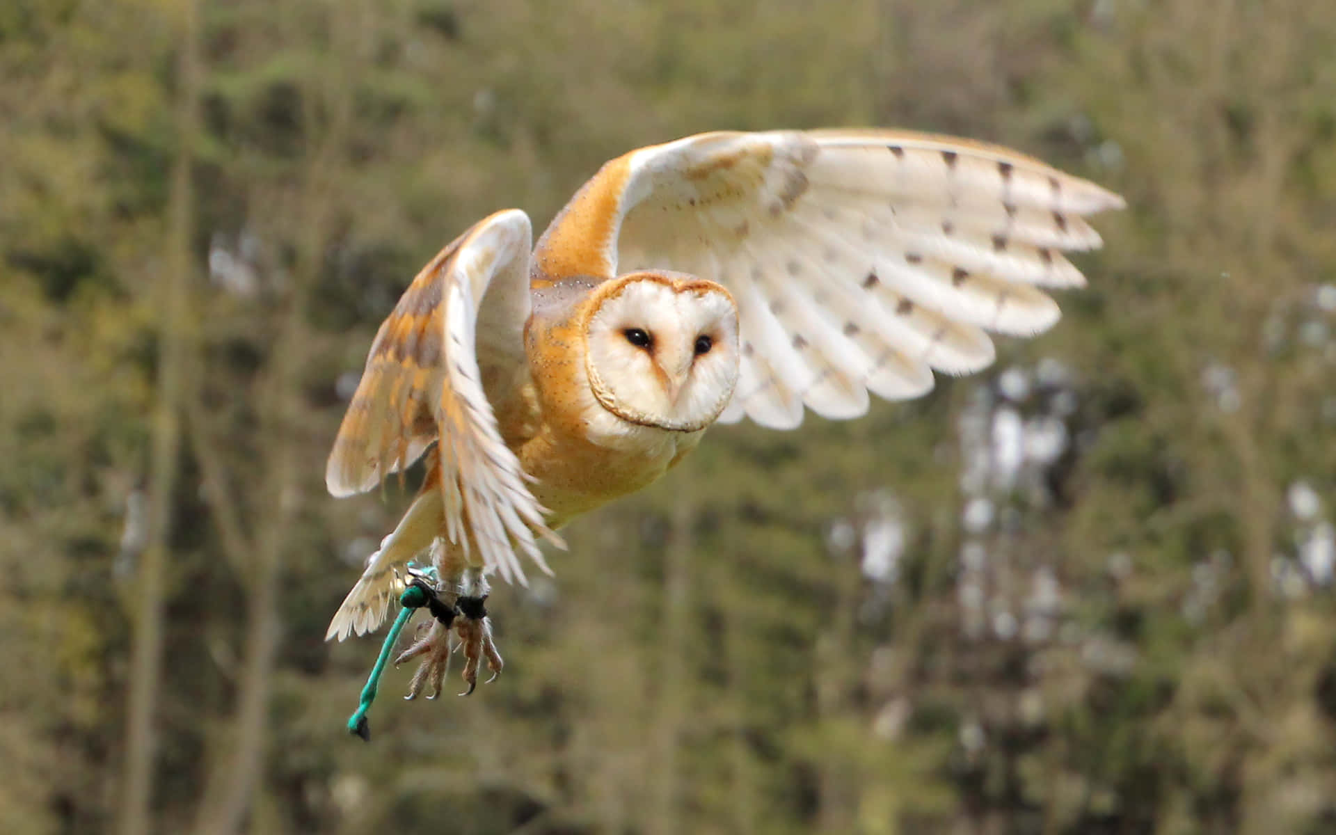 barn owl 桌布 壁紙 — 一隻倉鴞在模糊的森林背景下展翅翱翔，姿態優雅。