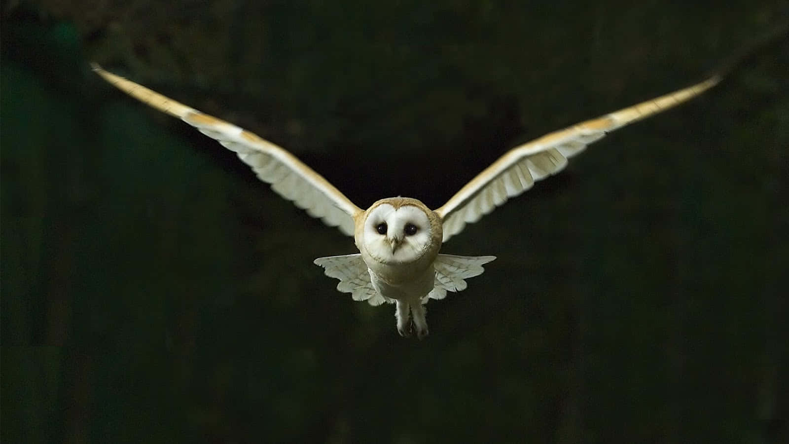 barn owl 桌布 壁紙 — 一隻倉鴞在黑暗森林背景下展翅翱翔，其白色臉龐和金色羽毛在昏暗光線中閃耀。