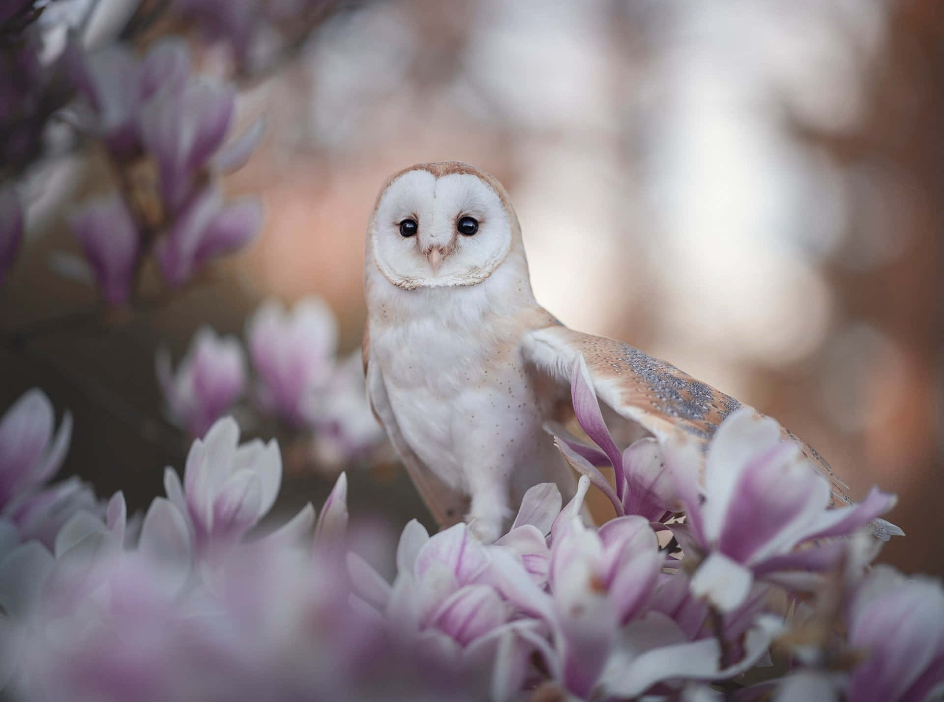 barn owl 桌布 壁紙 — 一隻倉鴞安詳地棲息在柔和的粉紅色木蘭花叢中，營造出夢幻般的春天氛圍。