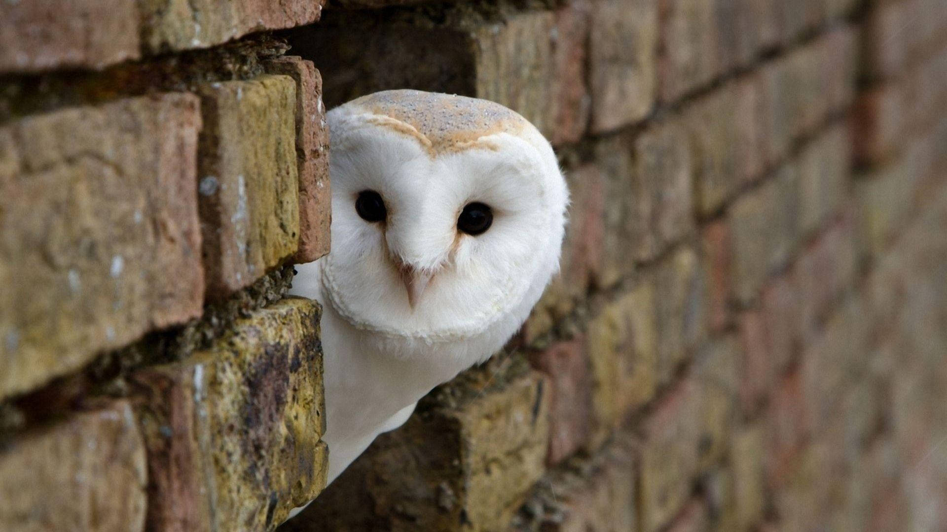 Baby Owl 桌布 壁紙 — 一隻倉鴞從風化的磚牆後好奇地探出頭來，擁有柔軟的白色羽毛和深色眼睛。