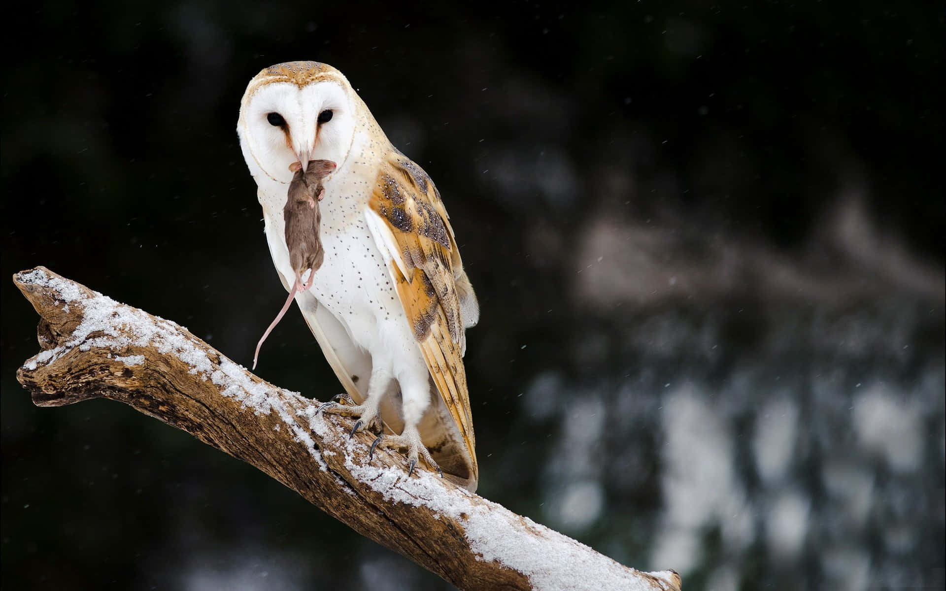 barn owl 桌布 壁紙 — 一隻倉鴞棲息在灑滿雪的樹枝上，嘴裡叼著一隻老鼠，背景是黑暗的雪景。
