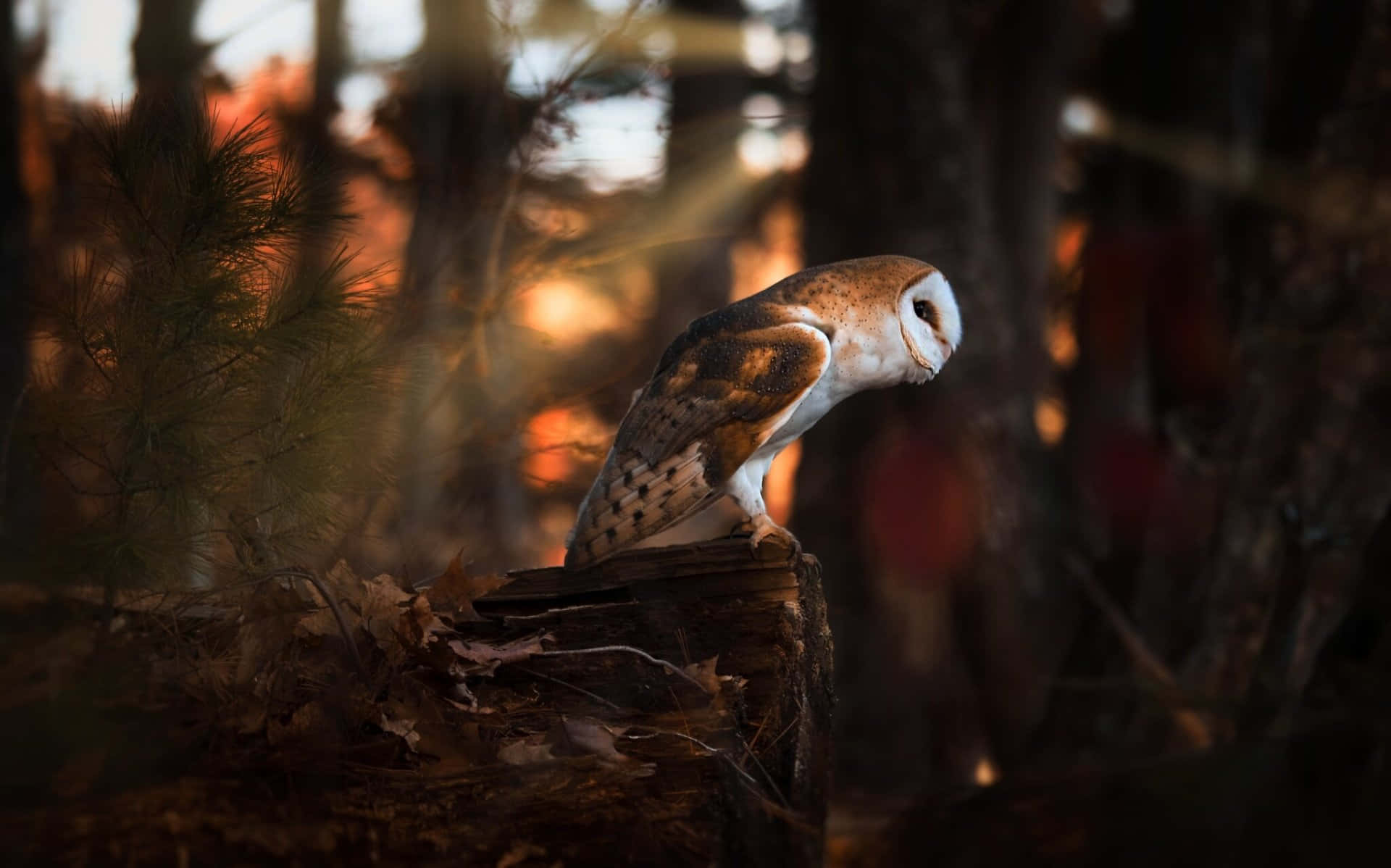 barn owl 桌布 壁紙 — 一隻倉鴞棲息在黃昏時分陽光普照的森林中長滿苔蘚的木頭上，金色光線穿過樹木。