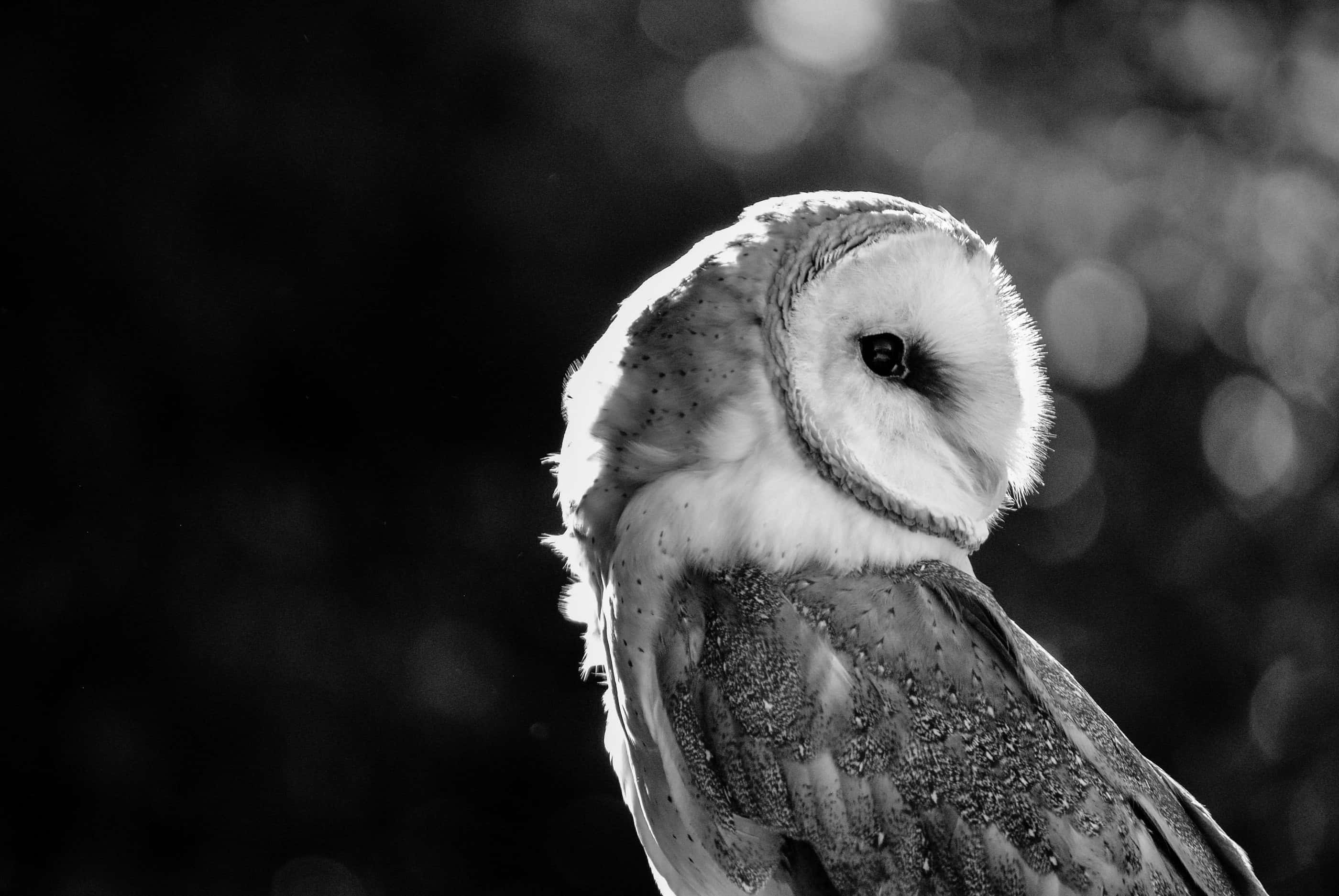 barn owl 桌布 壁紙 — 一隻倉鴞的側面黑白肖像，背景柔和散景，效果引人注目。