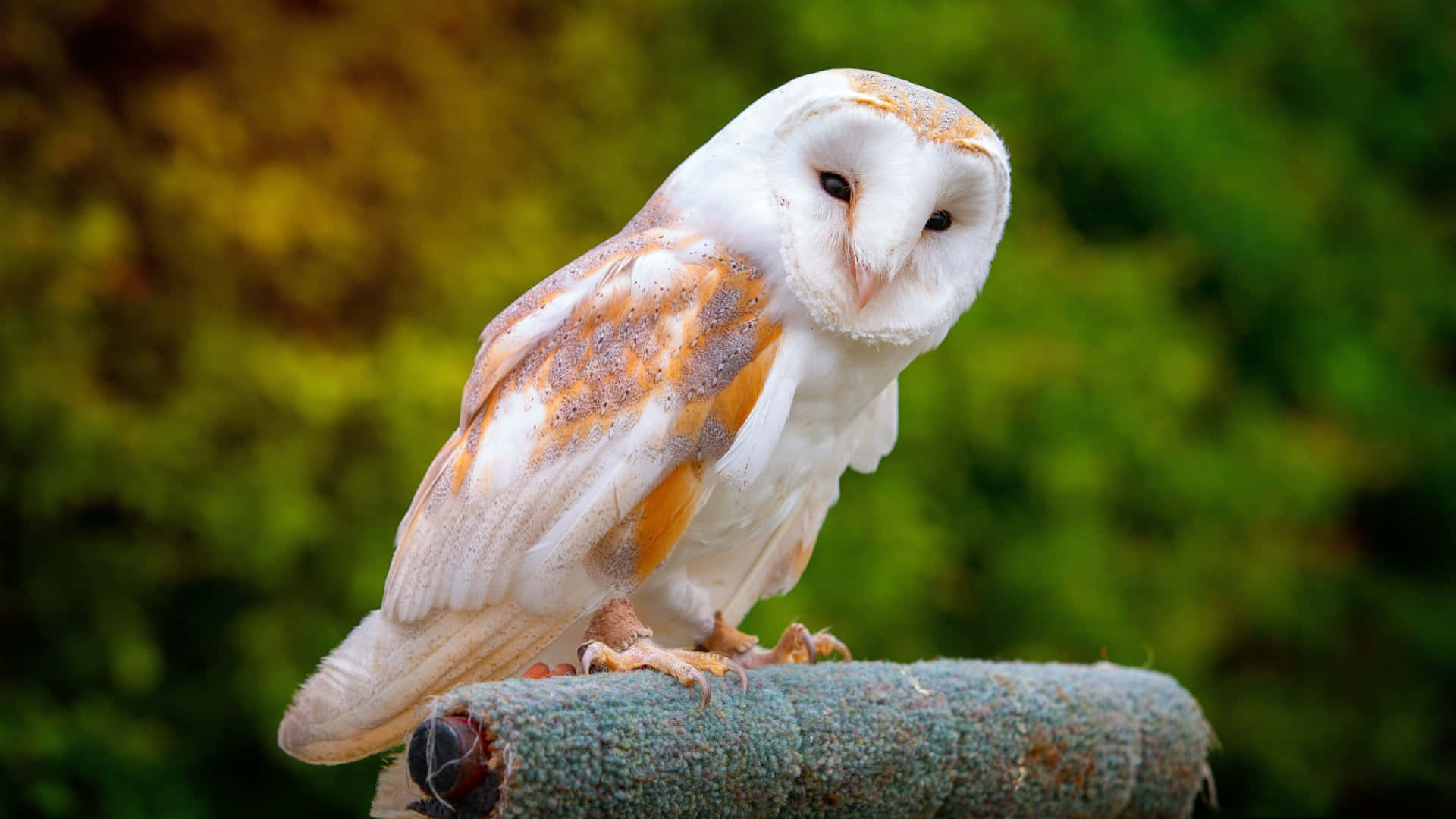 barn owl 桌布 壁紙 — 一隻倉鴞警覺地棲息在一根有紋理的樹枝上，背景是柔和的綠色和黃色模糊效果。