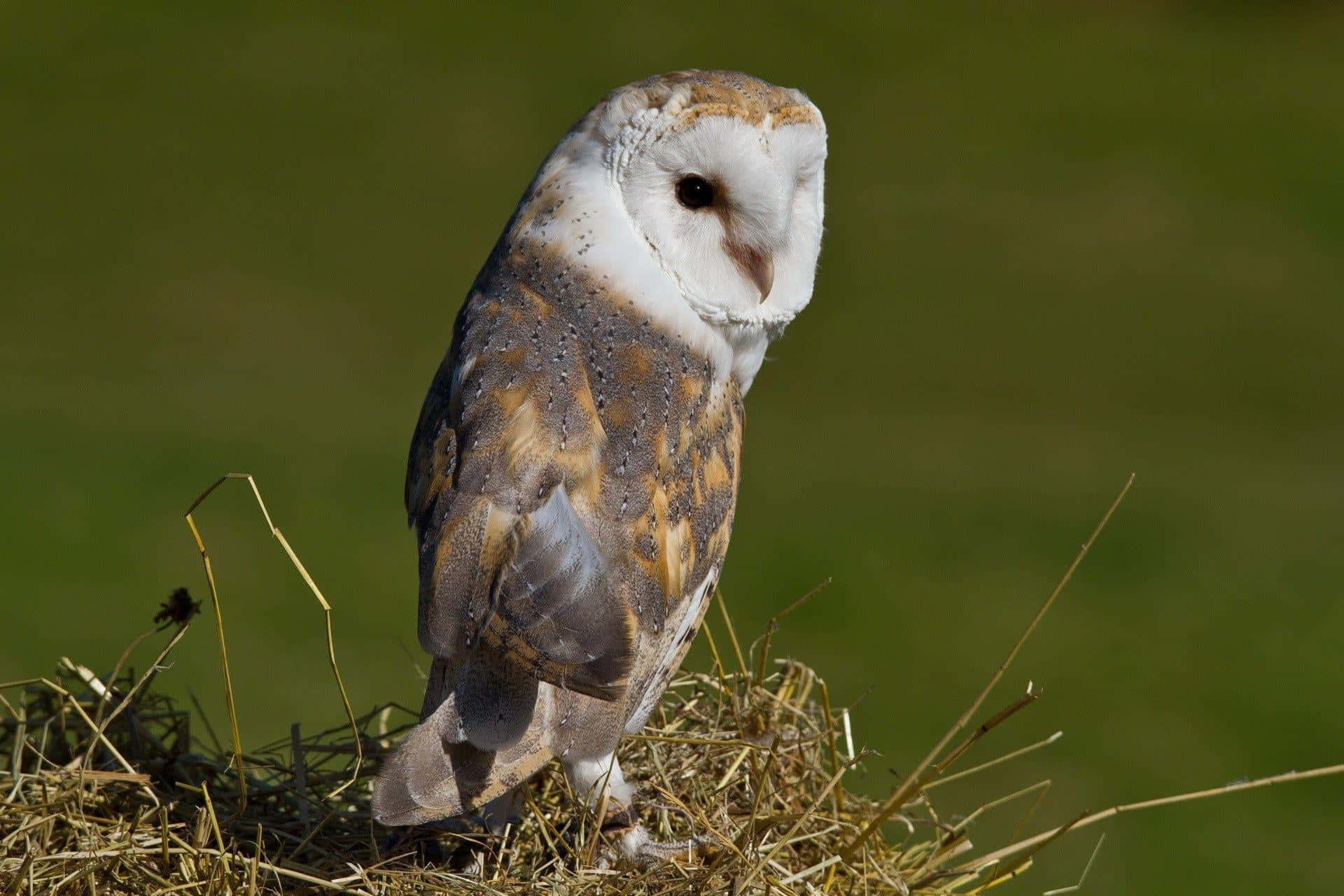 barn owl 桌布 壁紙 — 一隻倉鴞警覺地棲息在乾草堆上，背景是柔和的綠色田野。
