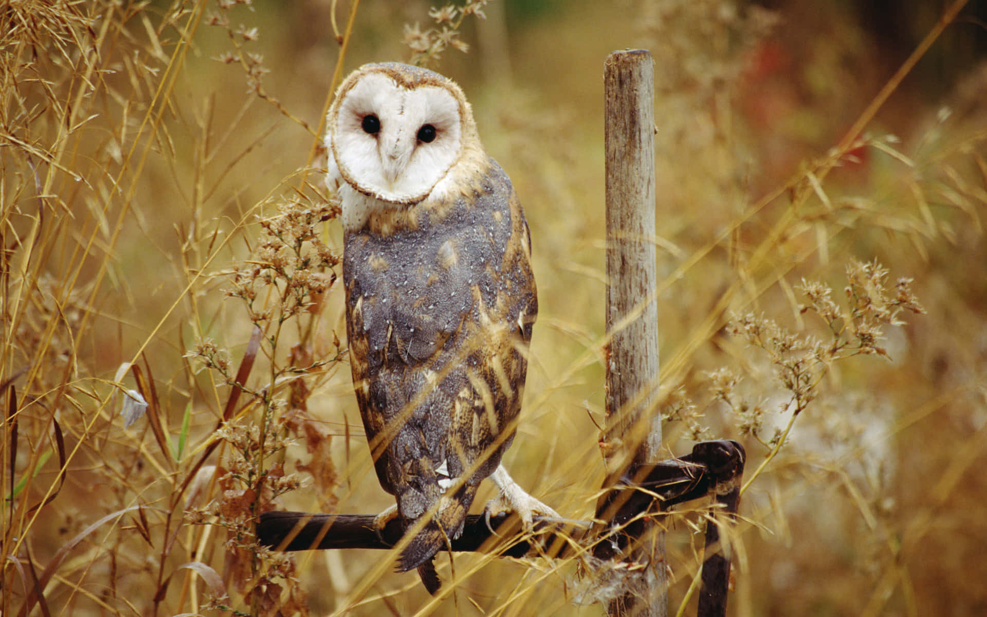 barn owl 桌布 壁紙 — 一隻倉鴞警覺地棲息在木籬笆柱上，四周是金黃色的秋草。