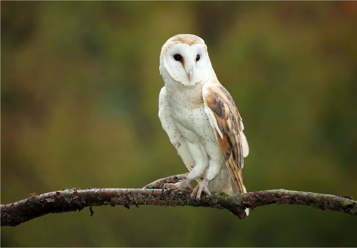 barn owl 桌布 壁紙 — 一隻倉鴞警覺地棲息在長滿苔蘚的樹枝上，背景是柔和模糊的森林。
