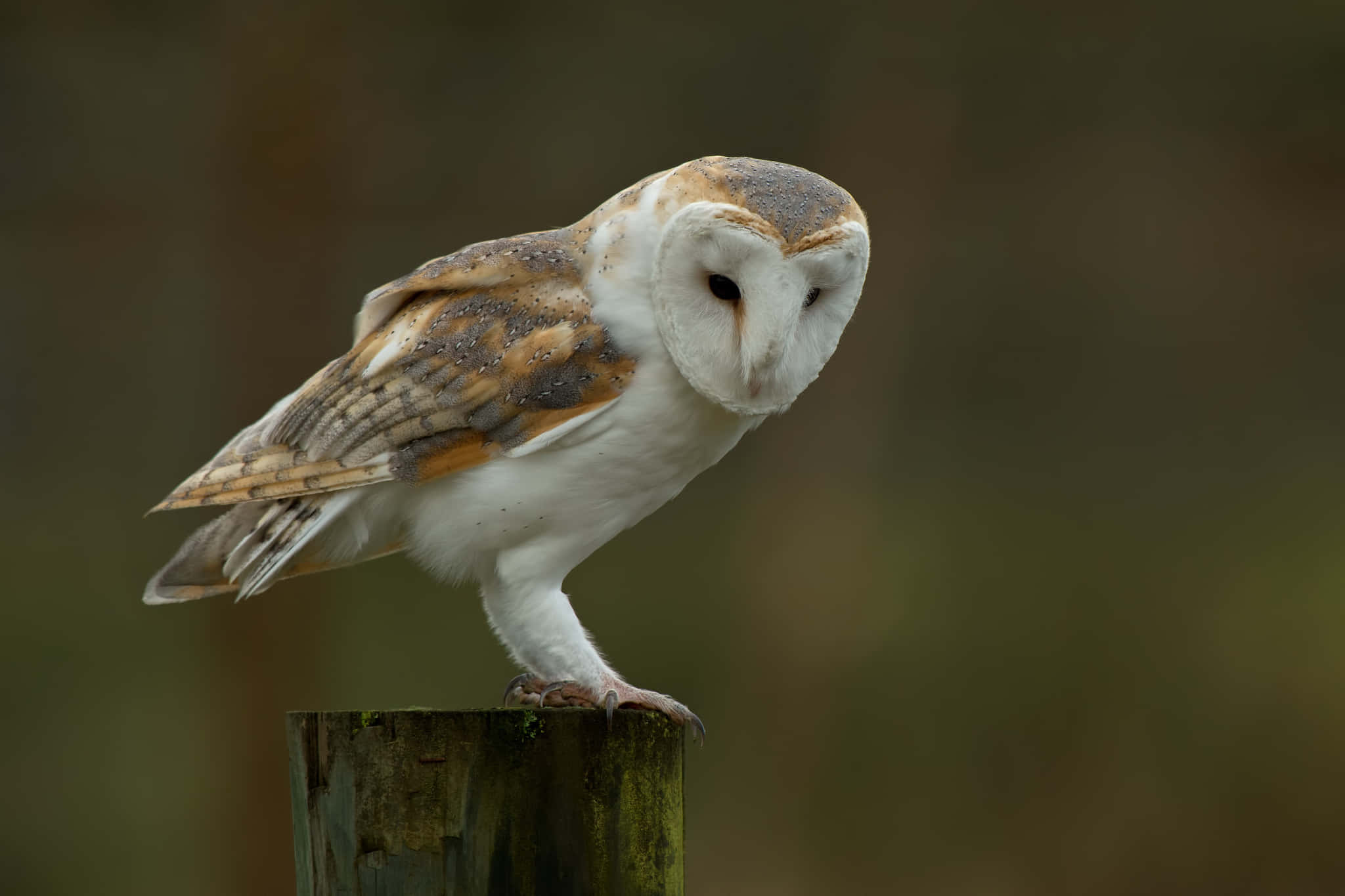 barn owl 桌布 壁紙 — 一隻倉鴞警覺地棲息在長滿青苔的木柱上，背景是柔和模糊的森林。