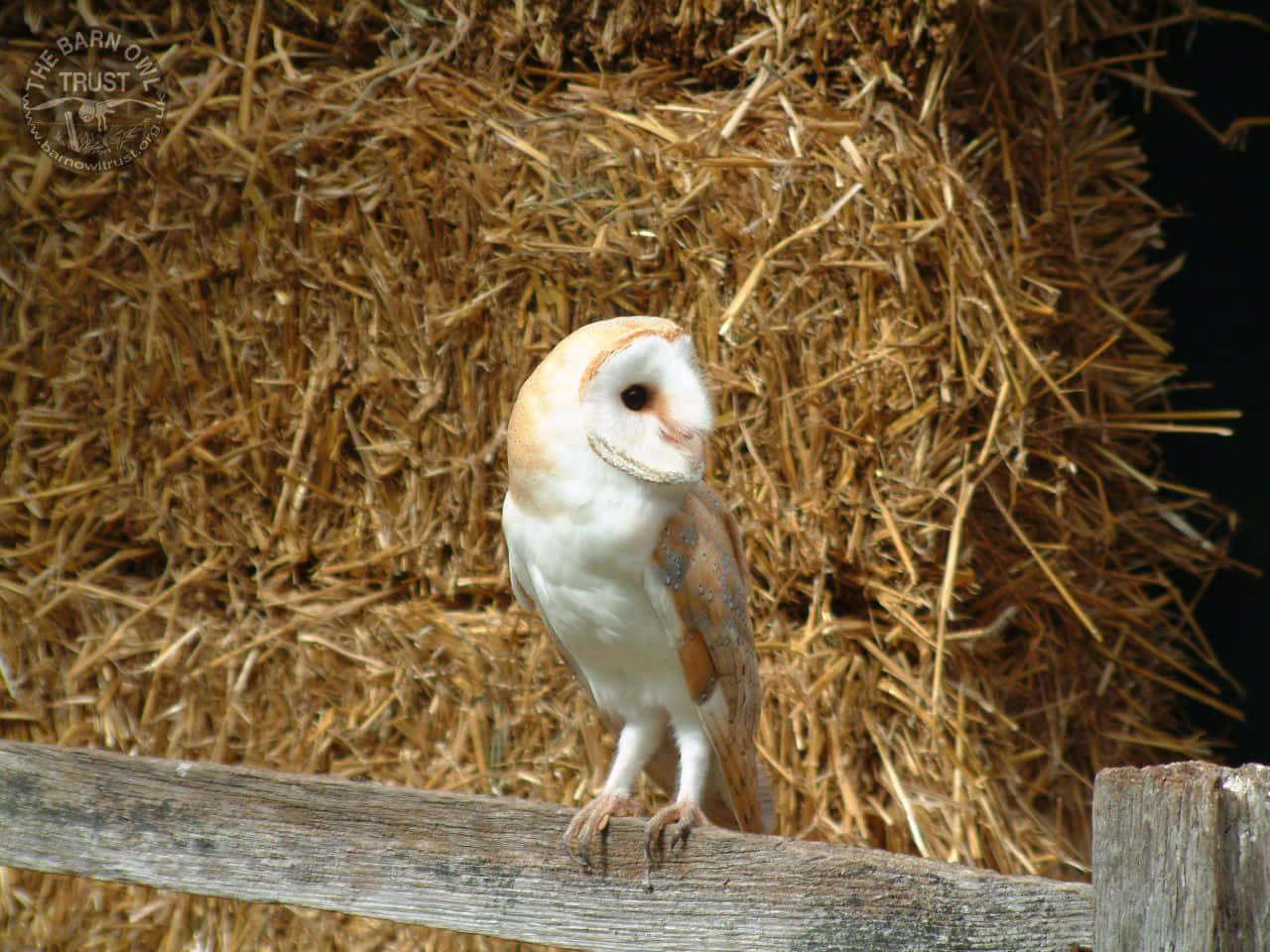 barn owl 桌布 壁紙 — 一隻倉鴞警覺地棲息在風化的木柵欄上，背景是金色的乾草捆。