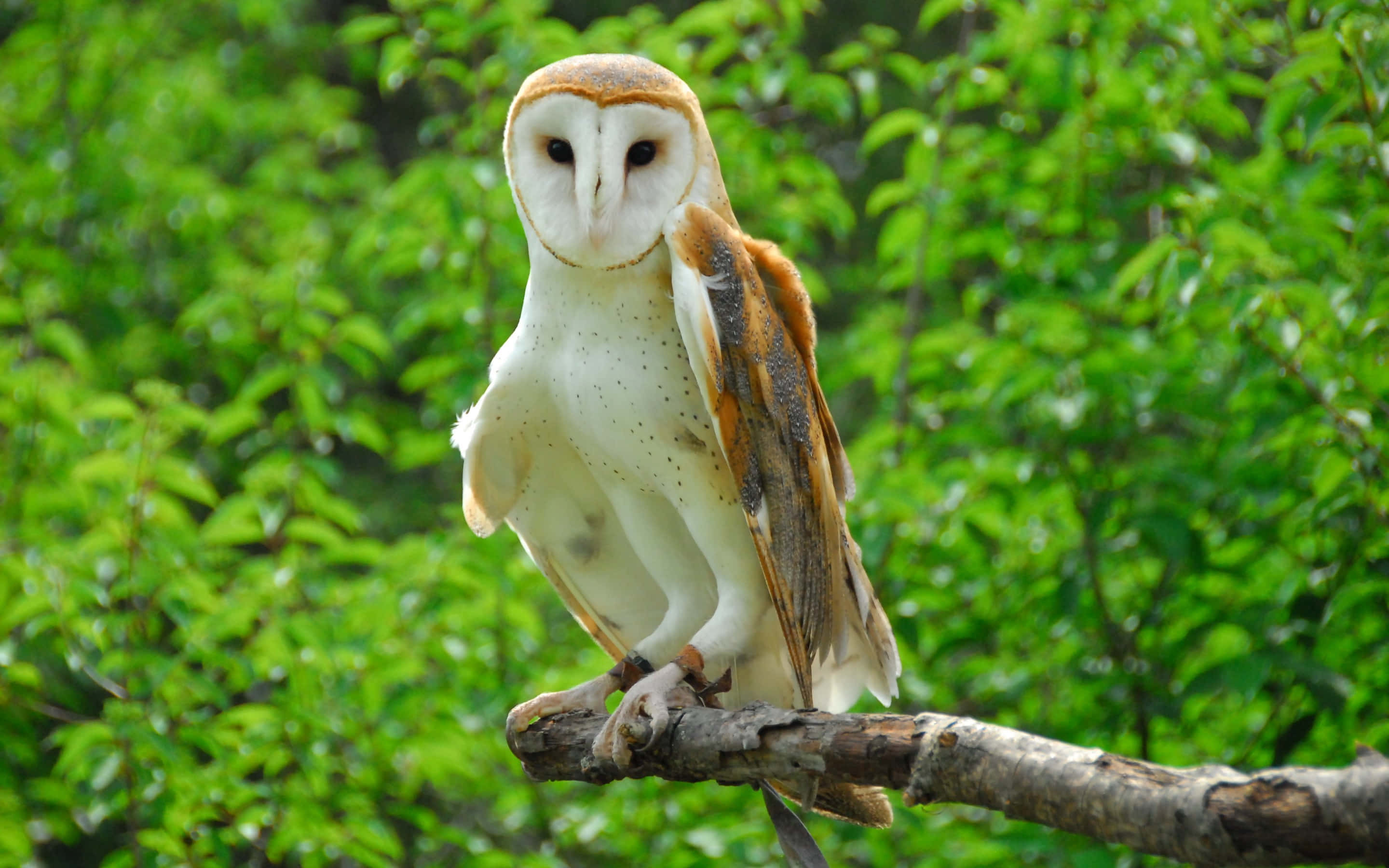 barn owl 桌布 壁紙 — 一隻倉鴞警覺地棲息在風化的樹枝上，周圍是茂密的綠色樹葉。