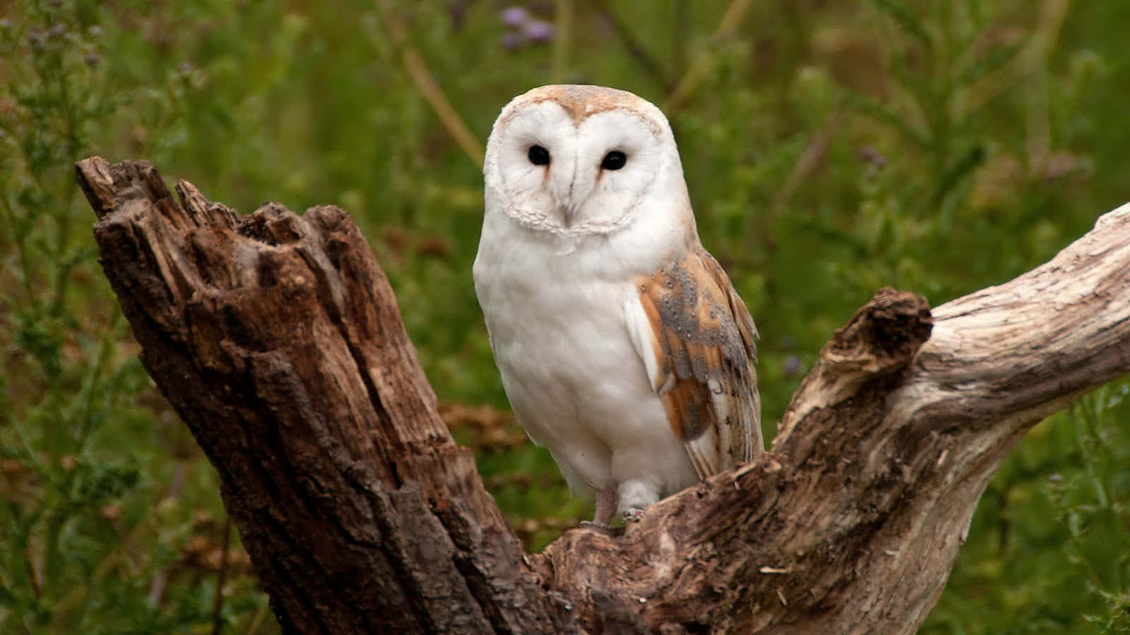 barn owl 桌布 壁紙 — 一隻倉鴞警覺地棲息在風化的樹枝上，周圍是茂密的綠色樹葉。