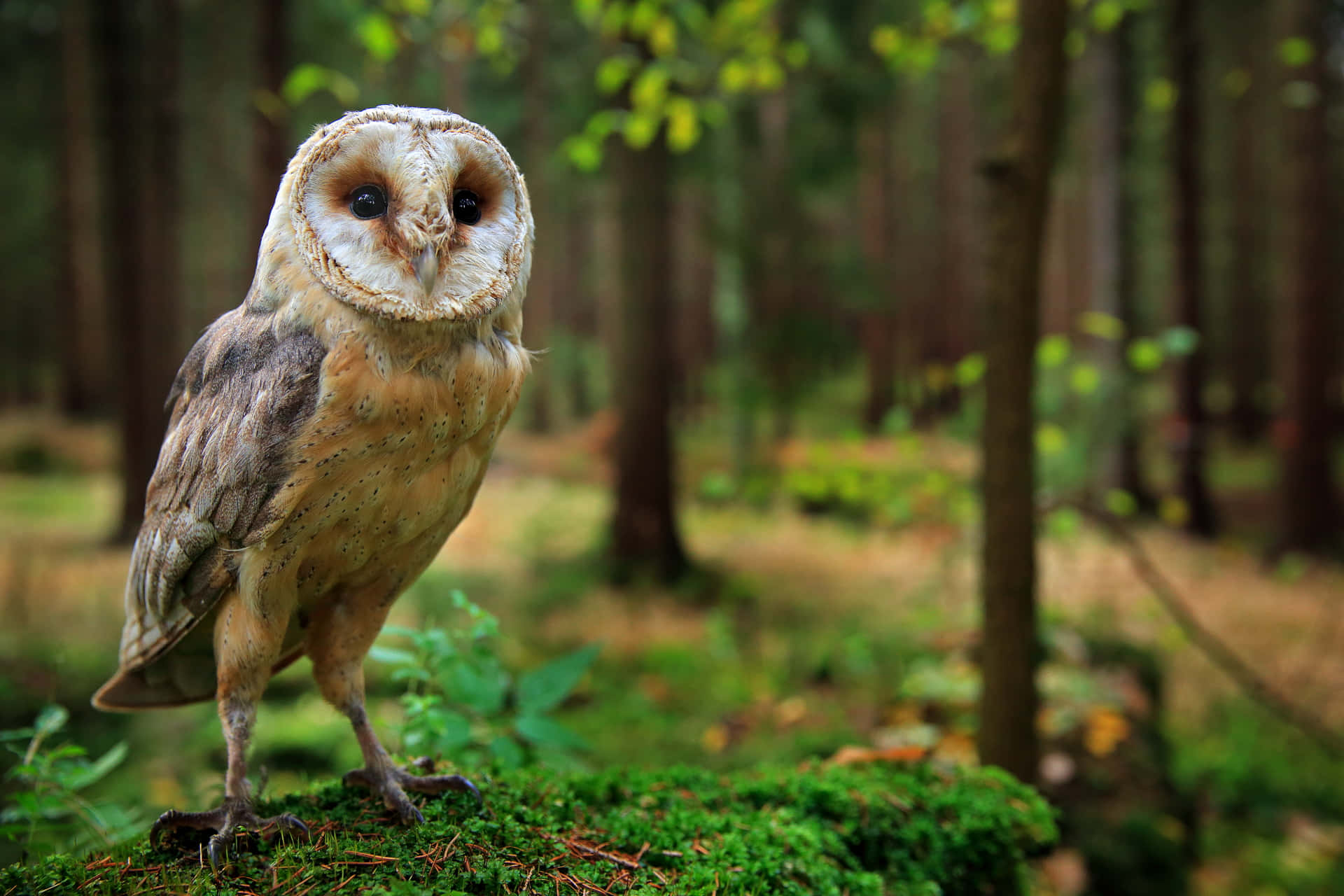 barn owl 桌布 壁紙 — 一隻倉鴞警覺地站在長滿苔蘚的地面上，身處陽光斑駁的森林中，背景有模糊的樹木。