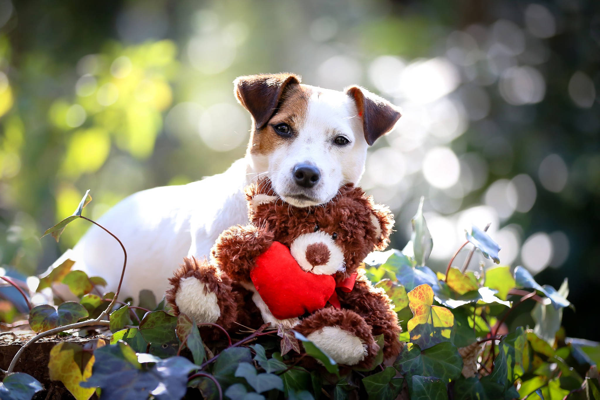 Cute Puppy 桌布 壁紙 — 一隻傑克羅素梗幼犬在綠色常春藤中休息，抱著一個帶有紅色心形的棕色泰迪熊。