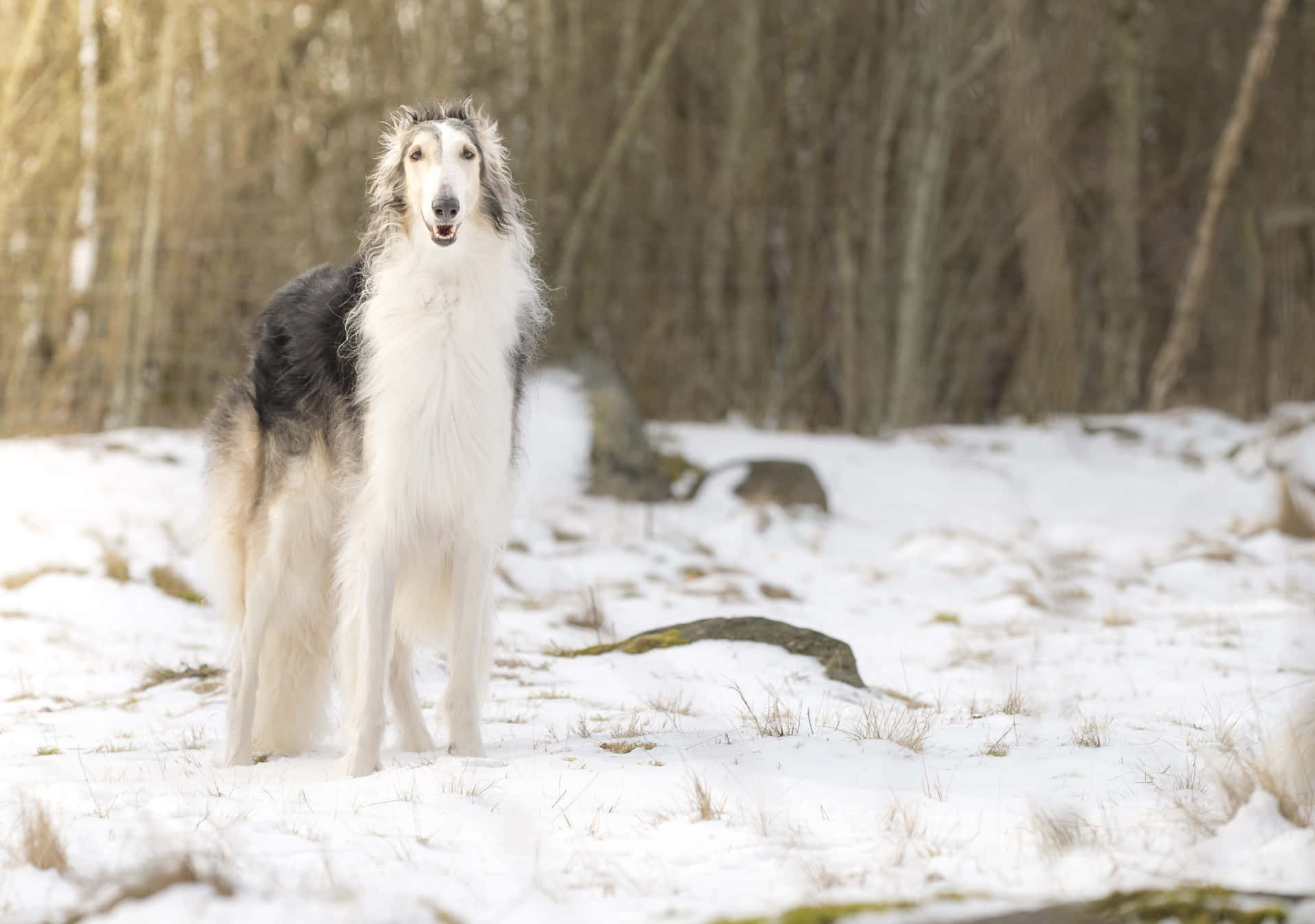 灰狗 桌布 壁紙 — 一隻優雅的俄羅斯獵狼犬在白雪覆蓋的森林空地中警覺地站立，周圍是光禿的樹木，柔和陽光穿透而過。