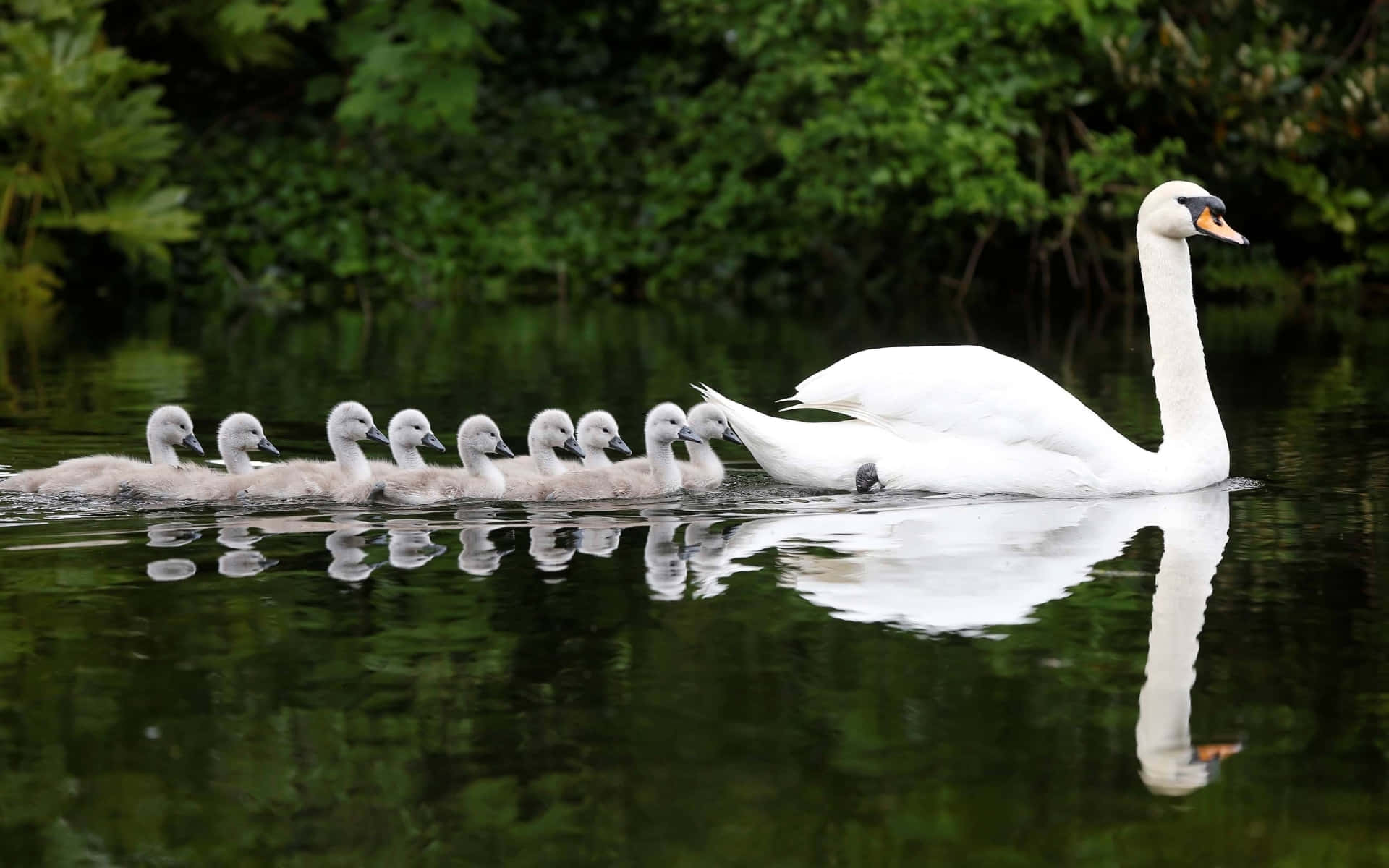 Swan 桌布 壁紙 — 一隻優雅的天鵝帶領一排灰色小天鵝，穿越平靜的水面，水面倒映著茂密的綠葉。