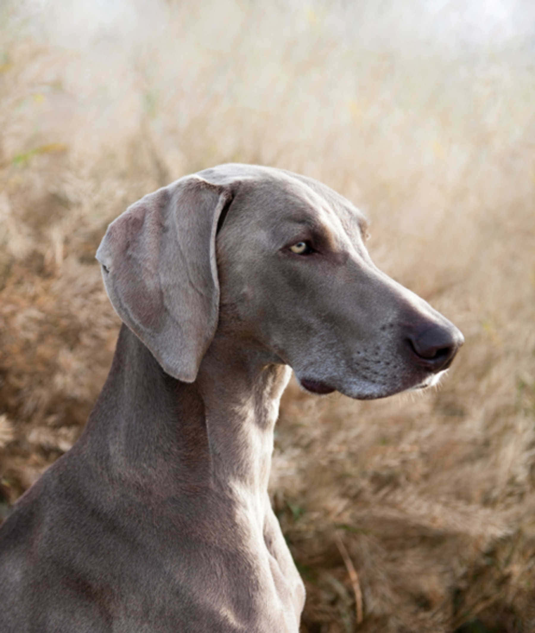 Weimaraner 桌布 壁紙 — 一隻優雅的威瑪獵犬，擁有光滑的灰色毛髮，在金棕色草地的背景下平靜地凝視。