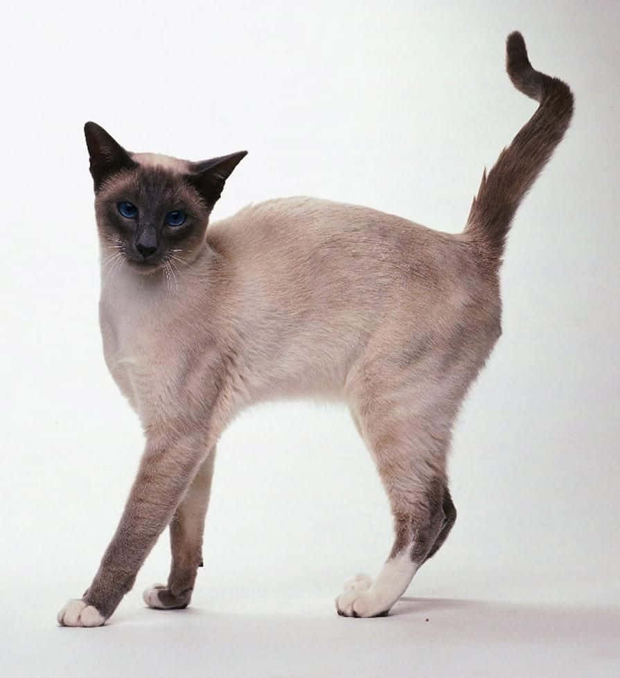 Snowshoe Cat 桌布 壁紙 — 一隻優雅的暹羅貓，擁有引人注目的藍眼睛和彎曲的尾巴，在純白背景前警覺地站立。