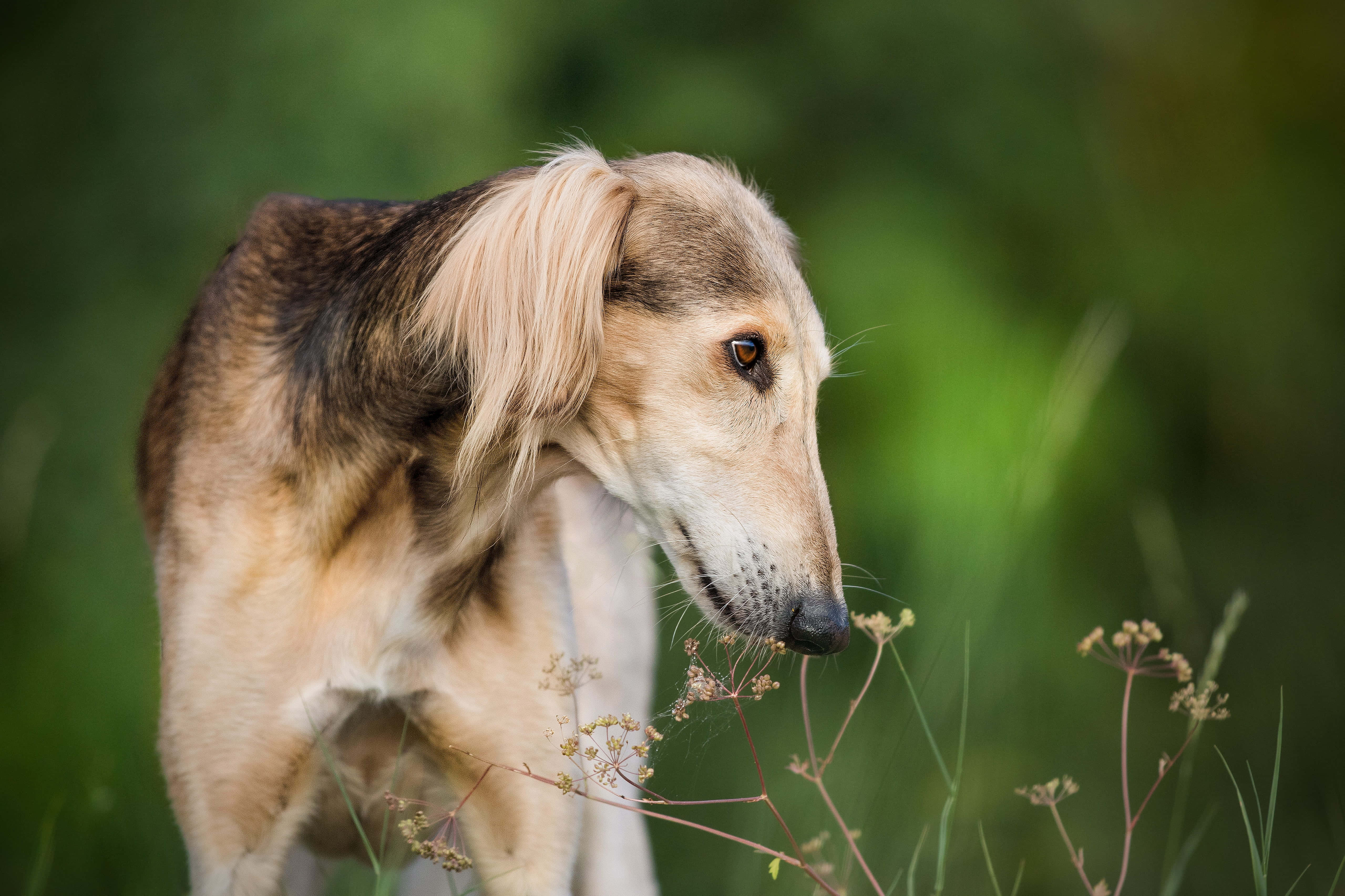灰狗 桌布 壁紙 — 一隻優雅的沙魯基犬，長有絲滑長毛，在陽光明媚的草地上警覺地嗅著野花。