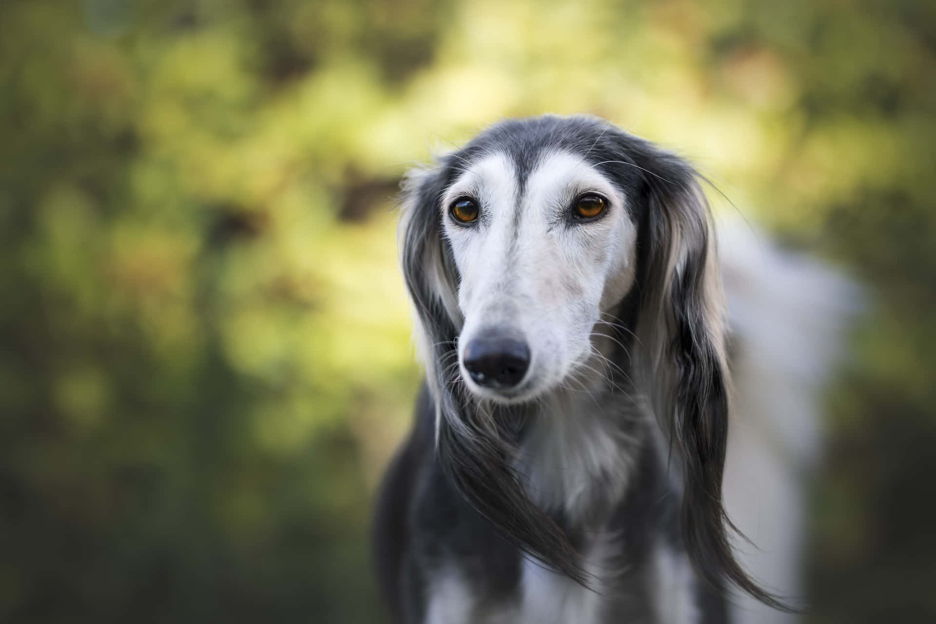 灰狗 桌布 壁紙 — 一隻優雅的沙魯基犬特寫肖像，擁有長絲質毛髮和琥珀色眼睛，在模糊的綠色背景下溫柔凝視。