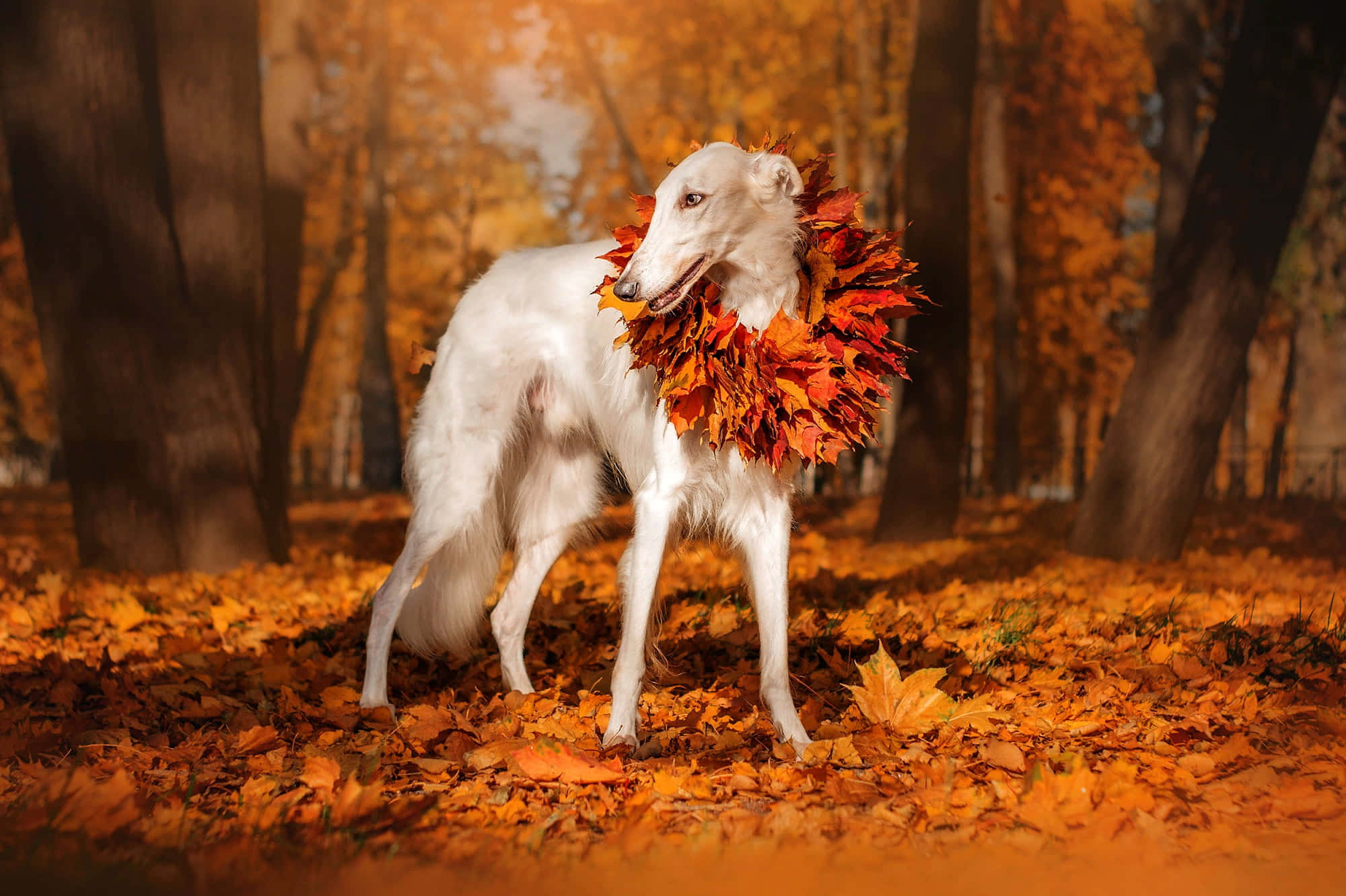 灰狗 桌布 壁紙 — 一隻優雅的白色波索獵犬，裝飾著充滿活力的秋葉花環，站在金色的森林地面上。