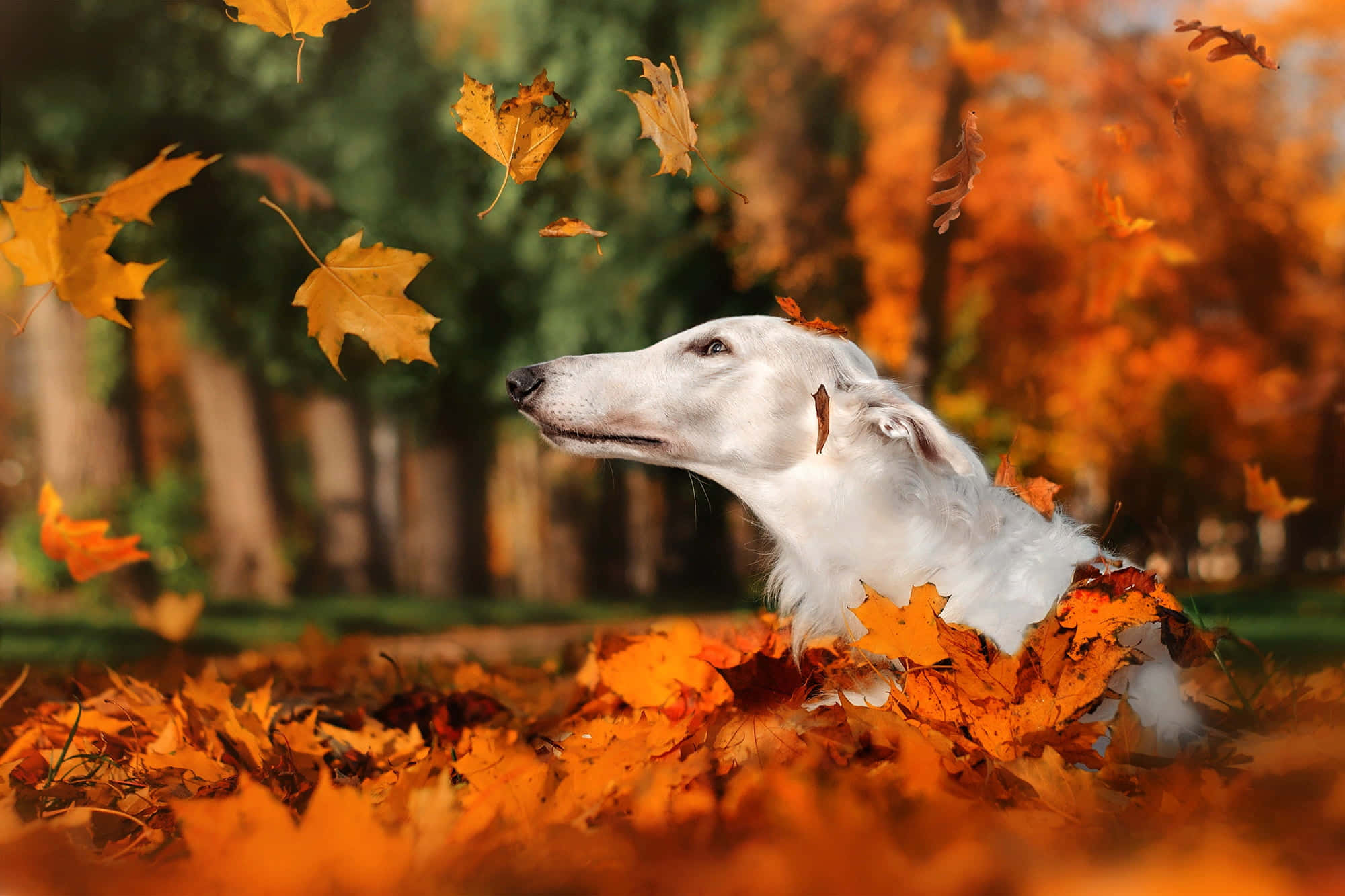 灰狗 桌布 壁紙 — 一隻優雅的白色波索獵犬坐在陽光普照的森林空地中，周圍飄落著金色的秋葉。