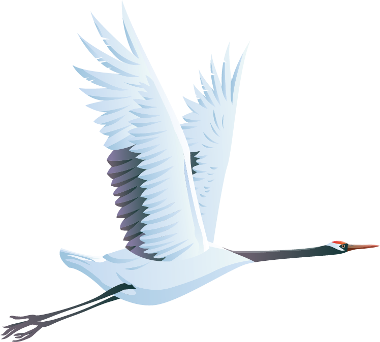 Bird Flying 桌布 壁紙 — 一隻優雅的白鶴展開翅膀，在純白背景上翱翔。
