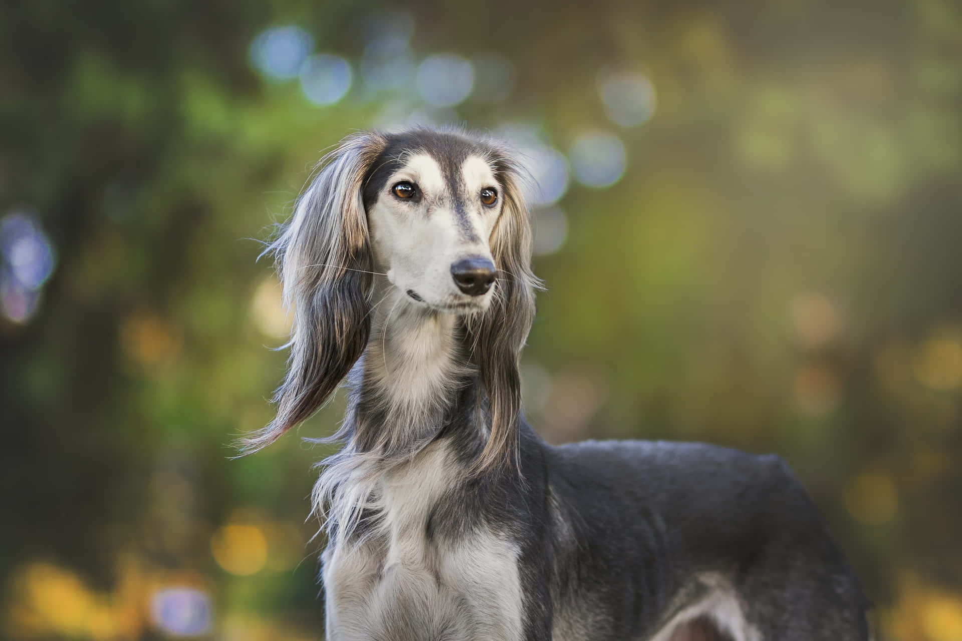 灰狗 桌布 壁紙 — 一隻優雅的薩路基犬，擁有長而絲滑的毛髮，警覺地站在柔和的模糊綠色和金色葉子背景前。