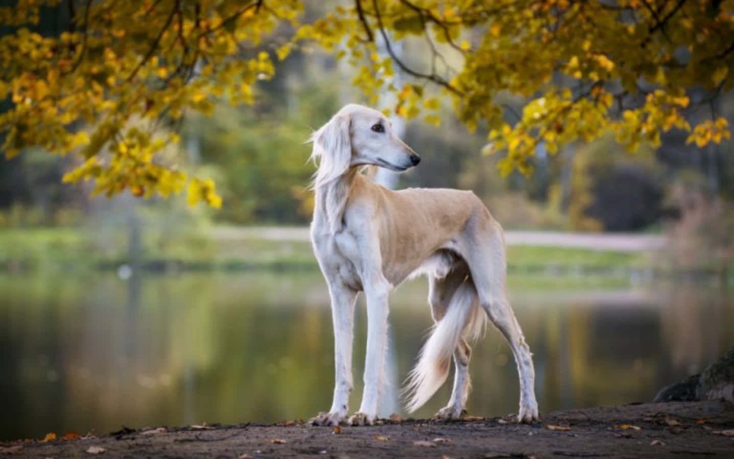 狗 桌布 壁紙 — 一隻優雅的薩路基犬在平靜的湖邊金黃秋葉下警覺地站立。