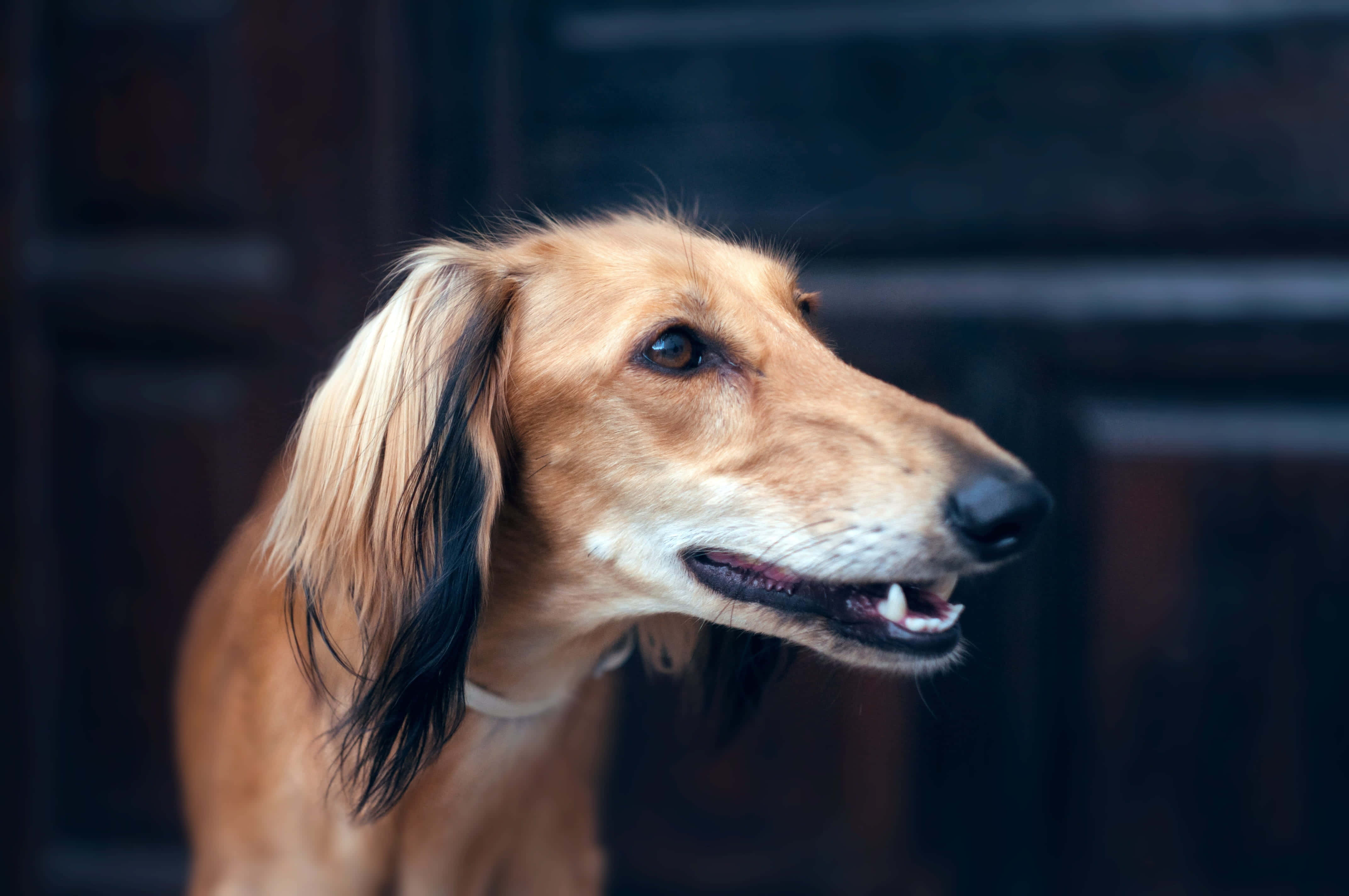 灰狗 桌布 壁紙 — 一隻優雅的視覺獵犬，擁有長而絲滑的棕褐色和黑色毛髮，在深色木質背景下平靜地凝視的特寫。