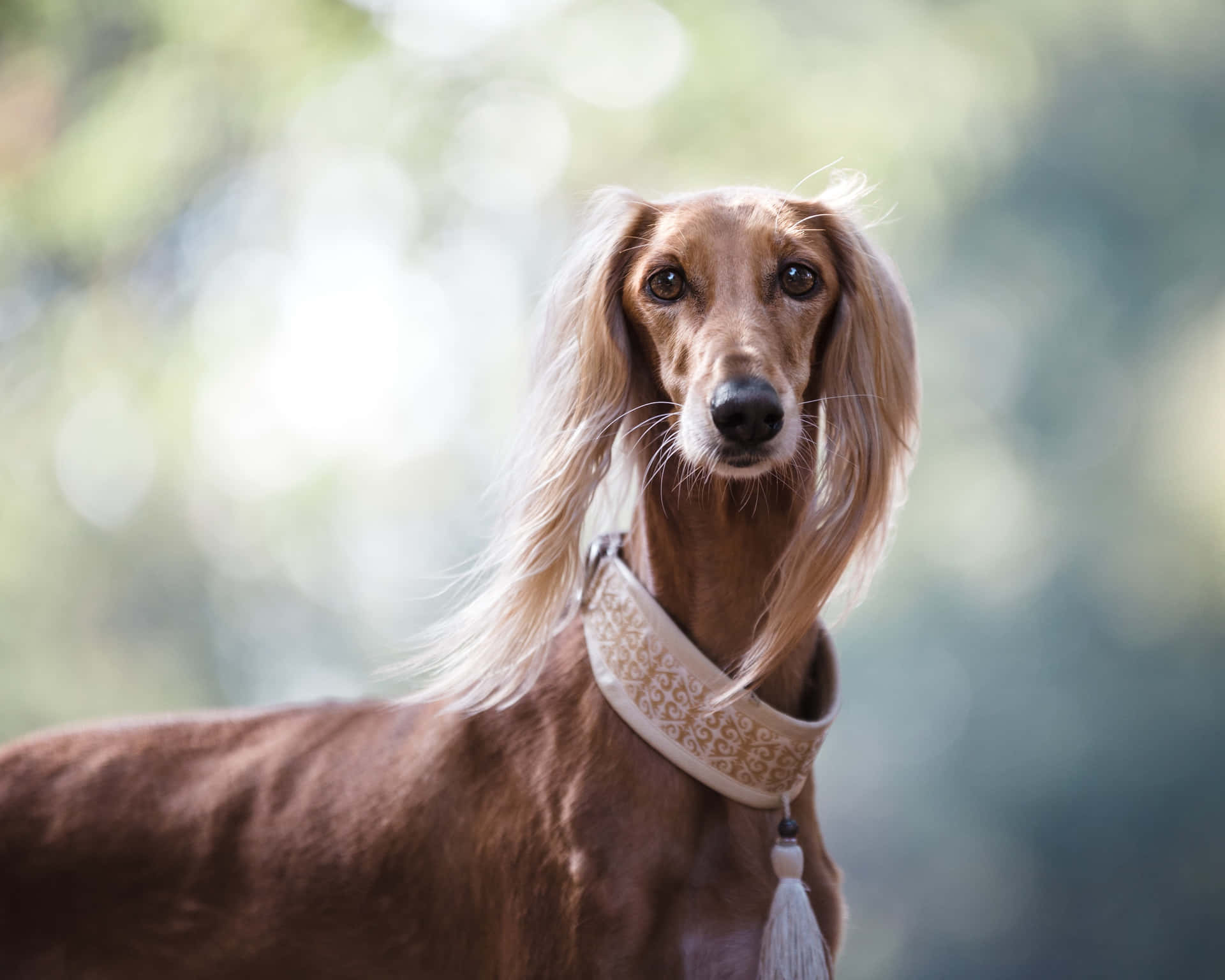 灰狗 桌布 壁紙 — 一隻優雅的長毛薩路基犬，擁有棕褐色毛髮和華麗項圈，在柔和的模糊綠色背景下平靜地凝視。