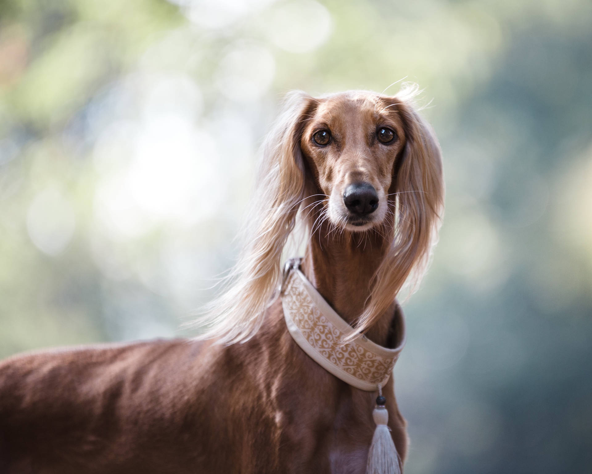一隻長毛視覺獵犬戴著帶圖案的項圈，在戶外平靜地看著相機。 — 灰狗 壁紙