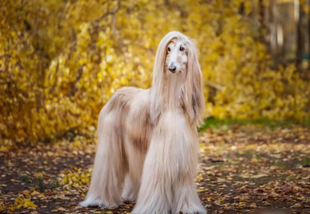 狗 桌布 壁紙 — 一隻優雅的阿富汗獵犬，擁有飄逸的奶油色毛髮，在陽光明媚的秋日森林中，被金色的樹葉環繞，姿態優美。