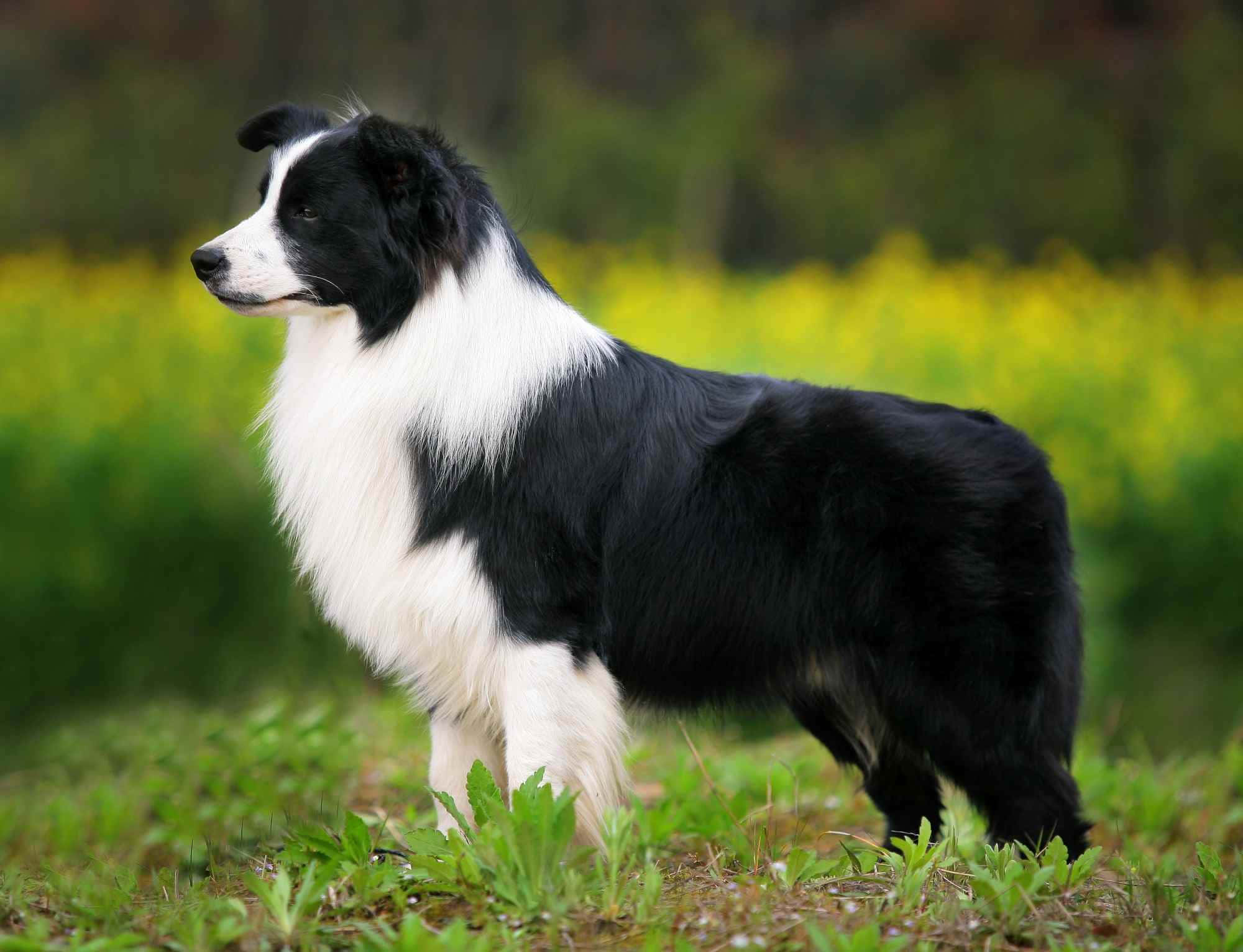 border collie 桌布 壁紙 — 一隻優雅的黑白邊境牧羊犬在陽光明媚、長滿綠草和黃花的田野中警覺地站立。