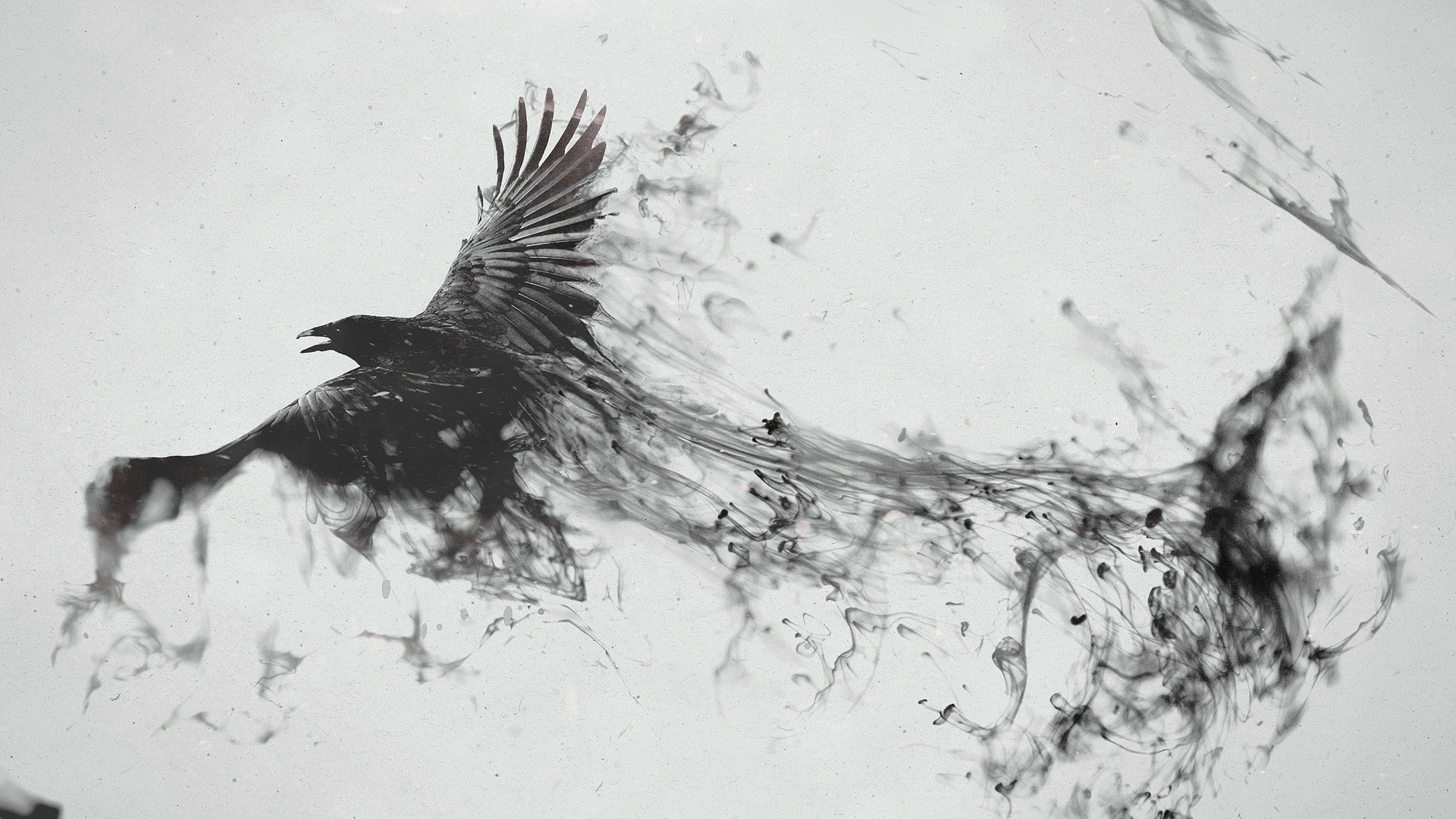 Raven 桌布 壁紙 — 一隻充滿動感的黑色烏鴉在純白背景上飛過旋轉的墨水飛濺。
