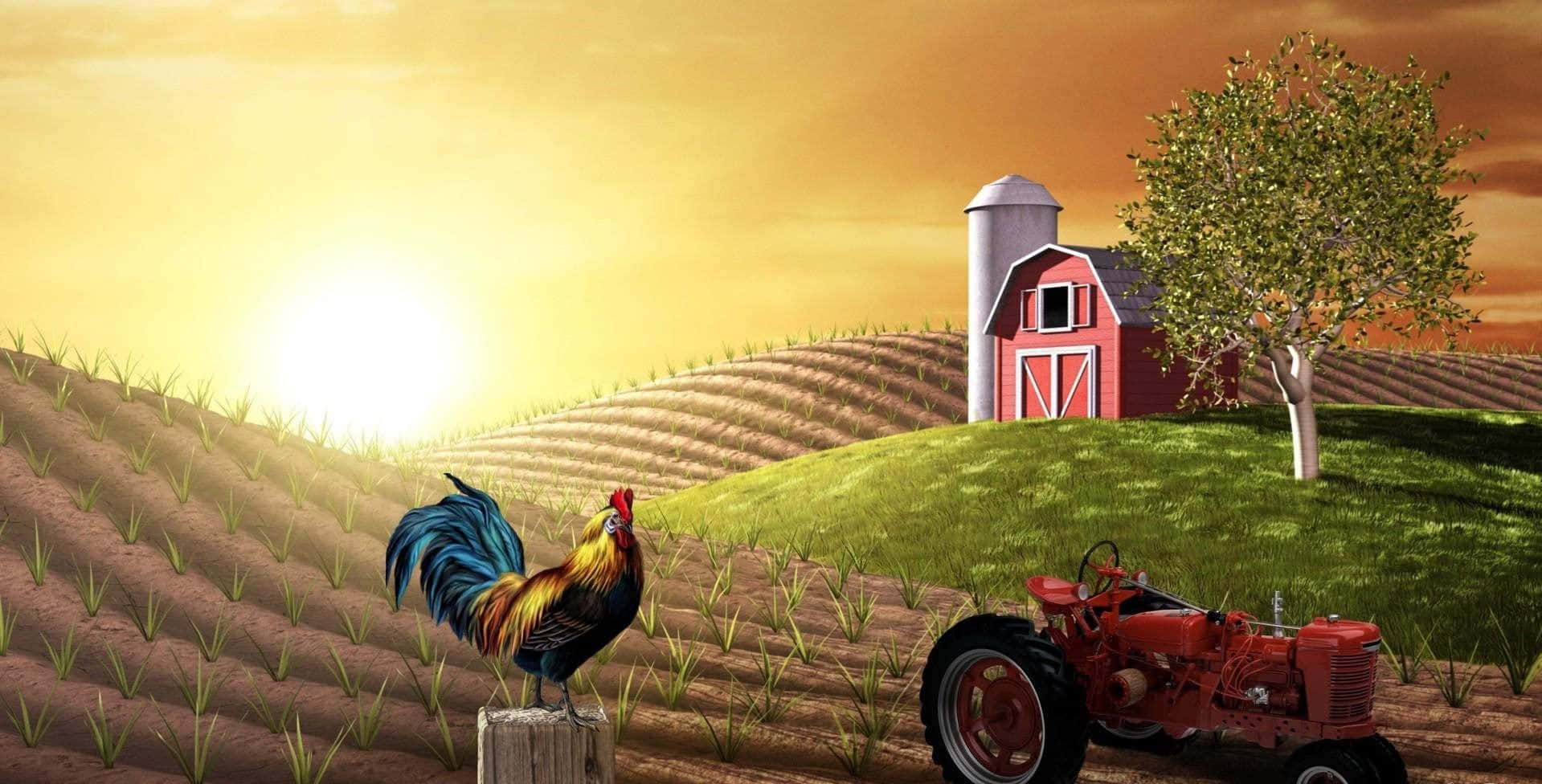 Farm 桌布 壁紙 — 一隻充滿活力的公雞站在犁過的田地裡的柱子上，旁邊一輛紅色拖拉機在金黃色的日落天空下休息。