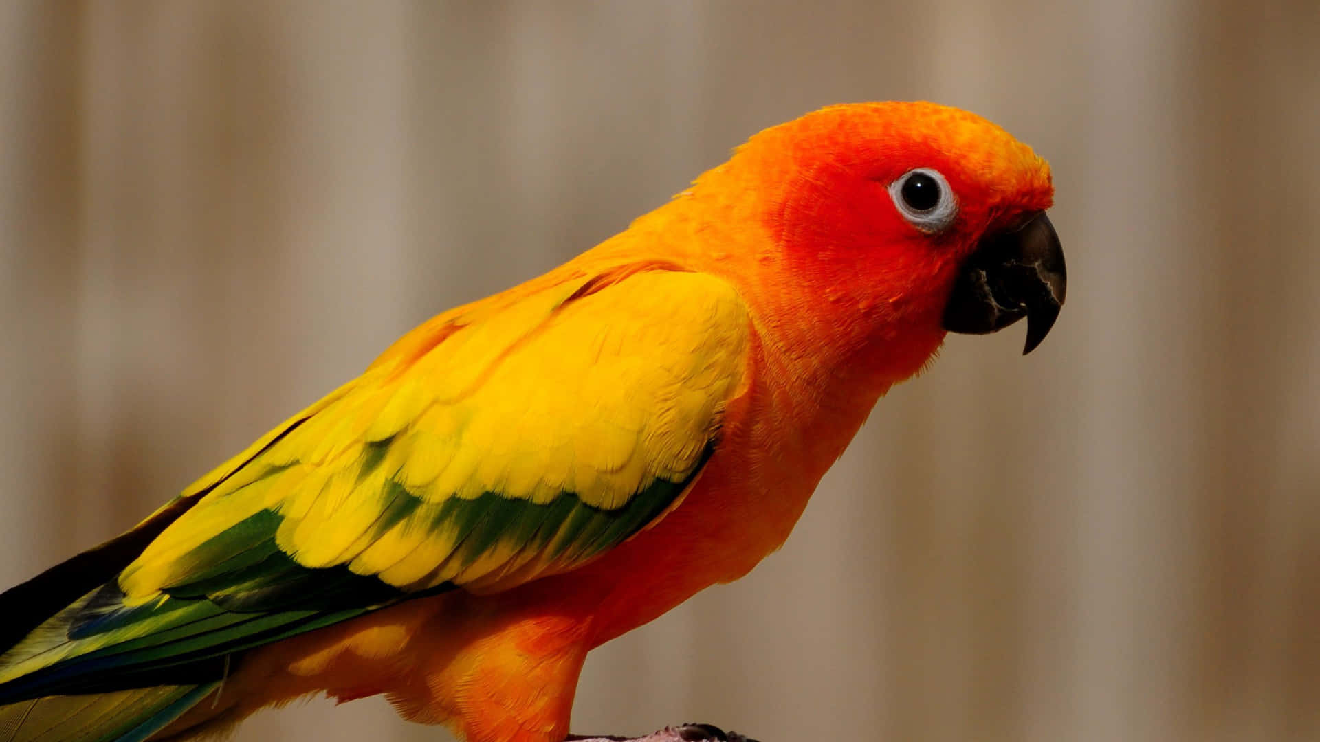 birds 桌布 壁紙 — 一隻充滿活力的太陽錐尾鸚鵡，有著火橙色的頭部和黃色的身體，平靜地棲息在柔和的模糊背景上。
