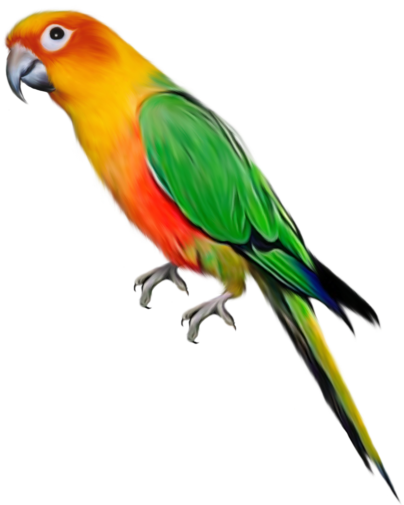budgie 桌布 壁紙 — 一隻充滿活力的太陽錐尾鸚鵡，黃色頭部、綠色翅膀和紅色胸部，棲息在純黑色背景上。