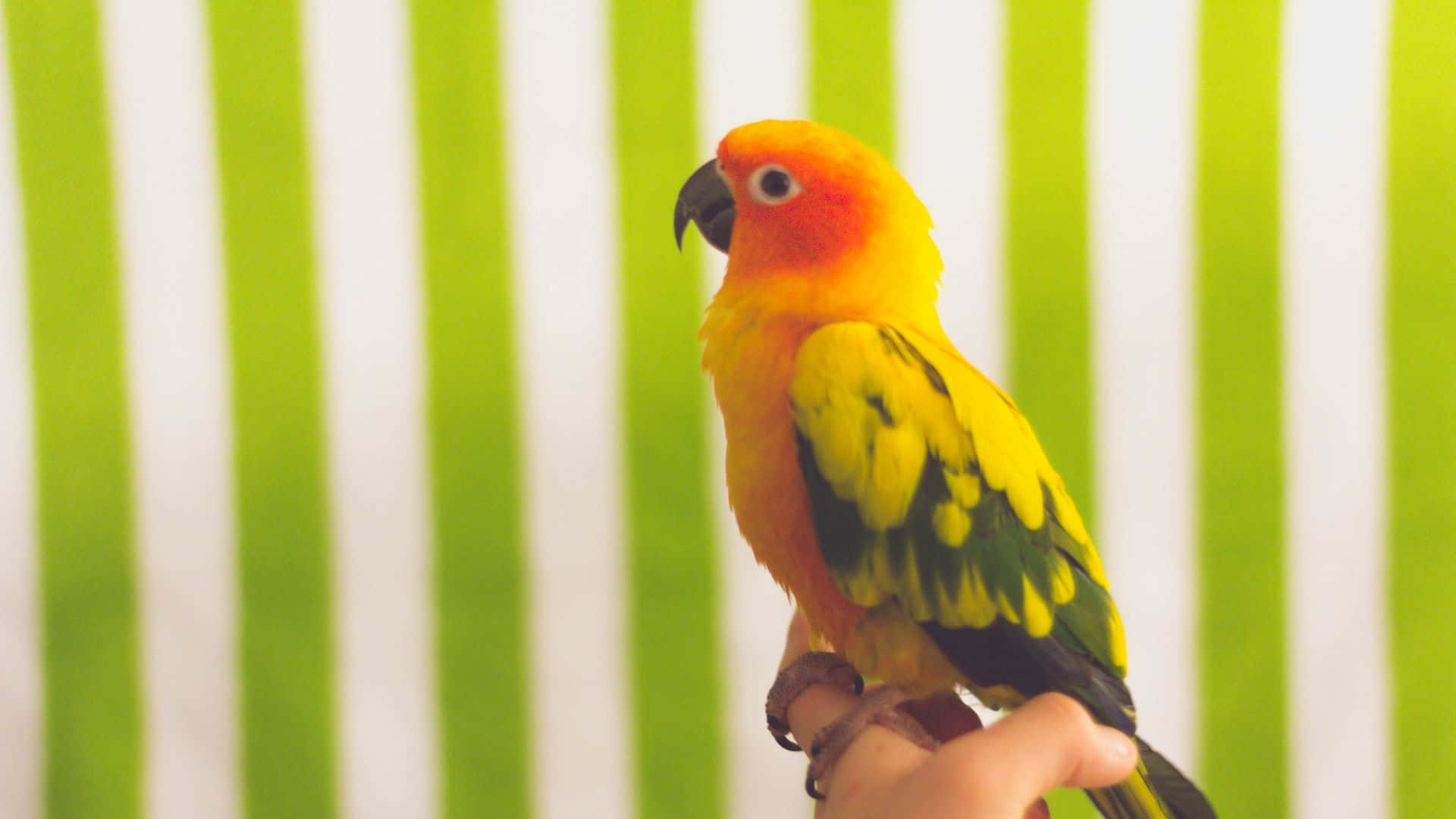 parrot 桌布 壁紙 — 一隻充滿活力的太陽錐尾鸚鵡平靜地棲息在人類的手上，背景是模糊的綠色和白色條紋。