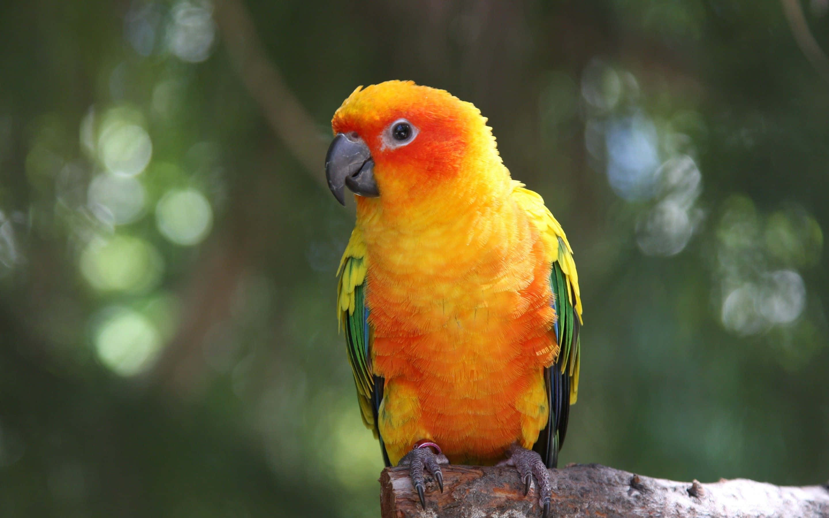 parrot 桌布 壁紙 — 一隻充滿活力的太陽錐尾鸚鵡棲息在樹枝上，背景有茂密的綠色葉片柔和地模糊。