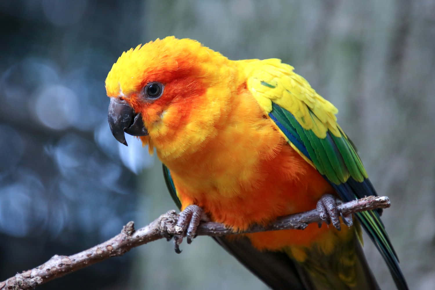 parrot 桌布 壁紙 — 一隻充滿活力的太陽錐尾鸚鵡棲息在樹枝上，在柔和模糊的森林背景下展示著火紅的橙色、黃色和綠色羽毛。