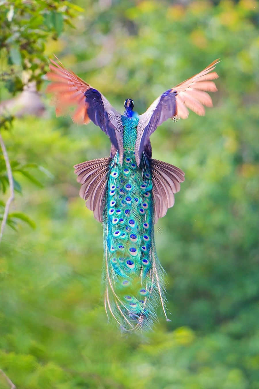 Peacock Bird 桌布 壁紙 — 一隻充滿活力的孔雀在飛行中，在柔和的綠色樹葉背景下展示其虹彩藍綠色尾羽。