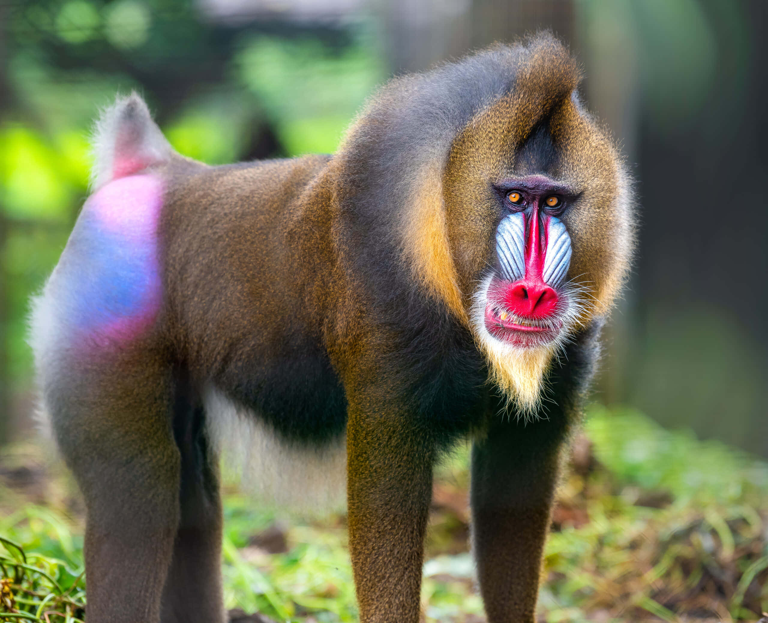 Monkey 桌布 壁紙 — 一隻充滿活力的山魈在茂密的綠色森林中警覺地站立，臀部帶有引人注目的彩虹光澤。