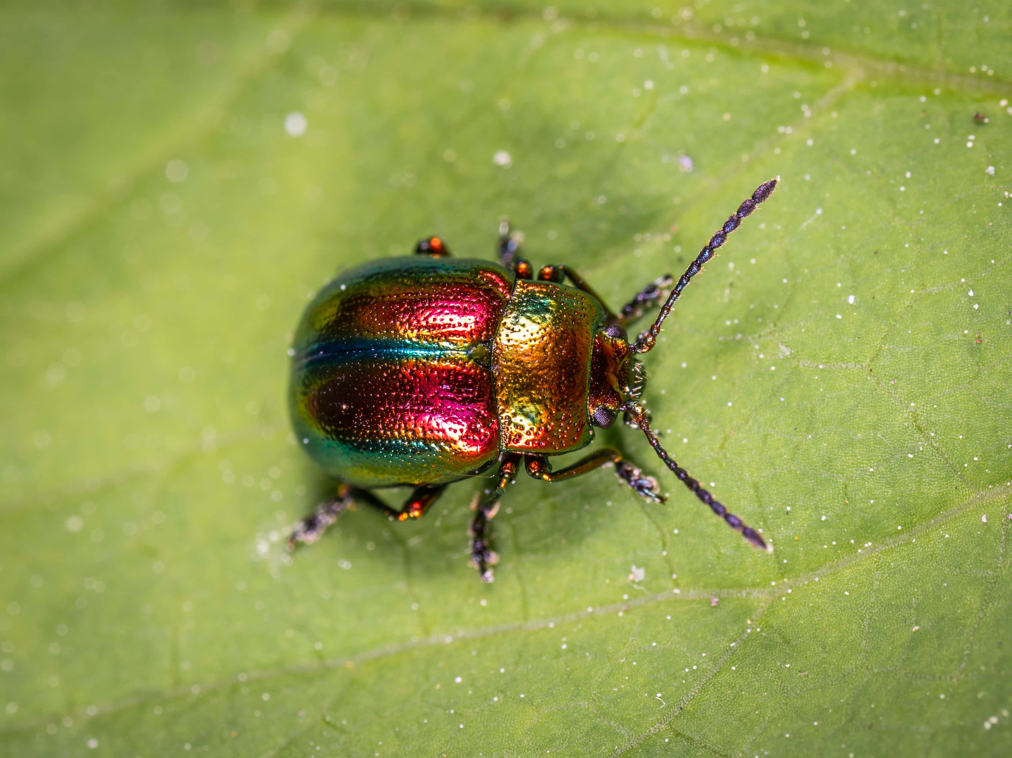 bug 桌布 壁紙 — 一隻充滿活力的彩虹色甲蟲，帶有金屬綠、粉紅和金色色調，棲息在一片有紋理的綠葉上。