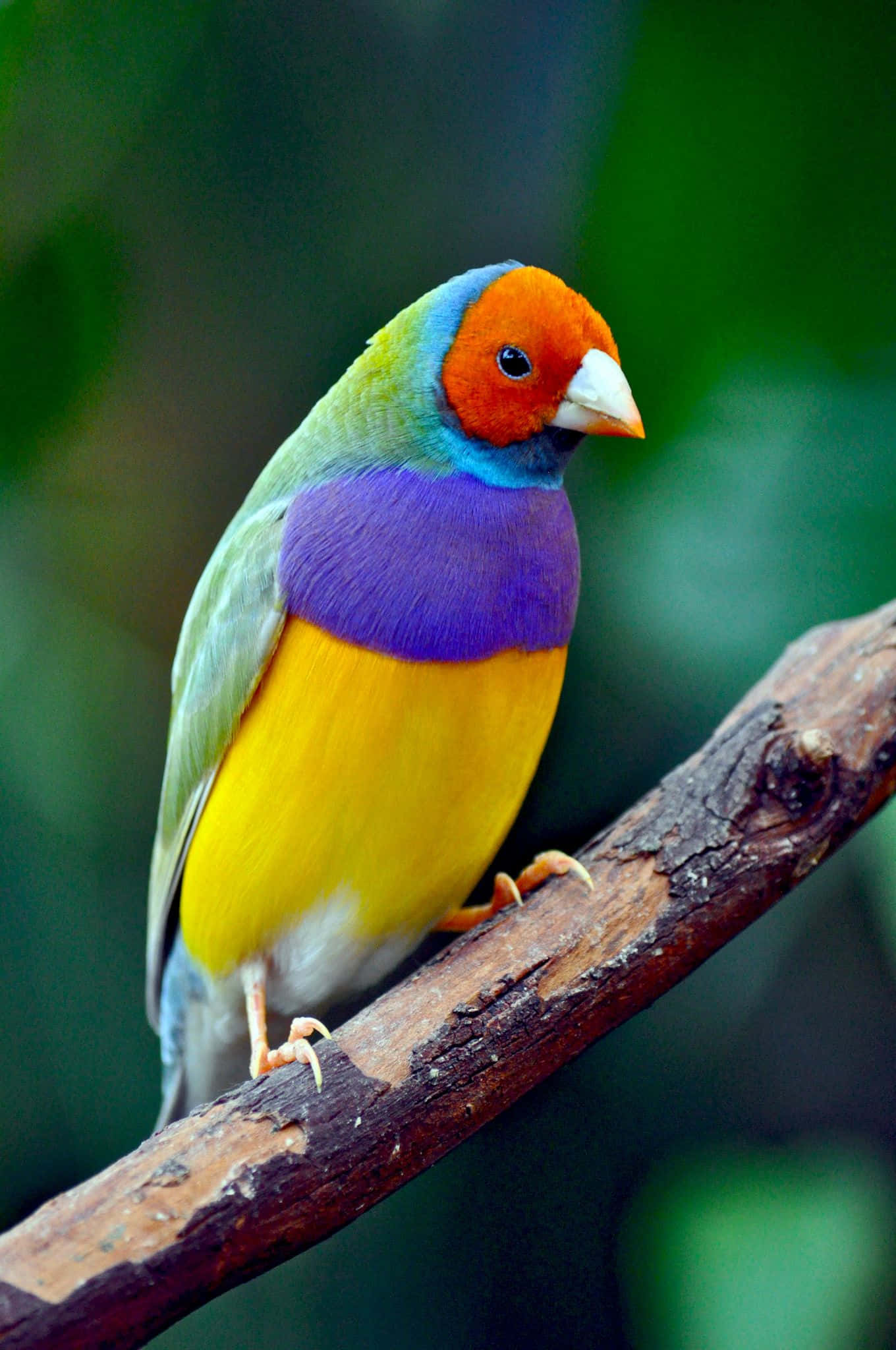 Beautiful Birds 桌布 壁紙 — 一隻充滿活力的彩虹雀棲息在粗糙的樹枝上，背景是柔和的綠色模糊效果。